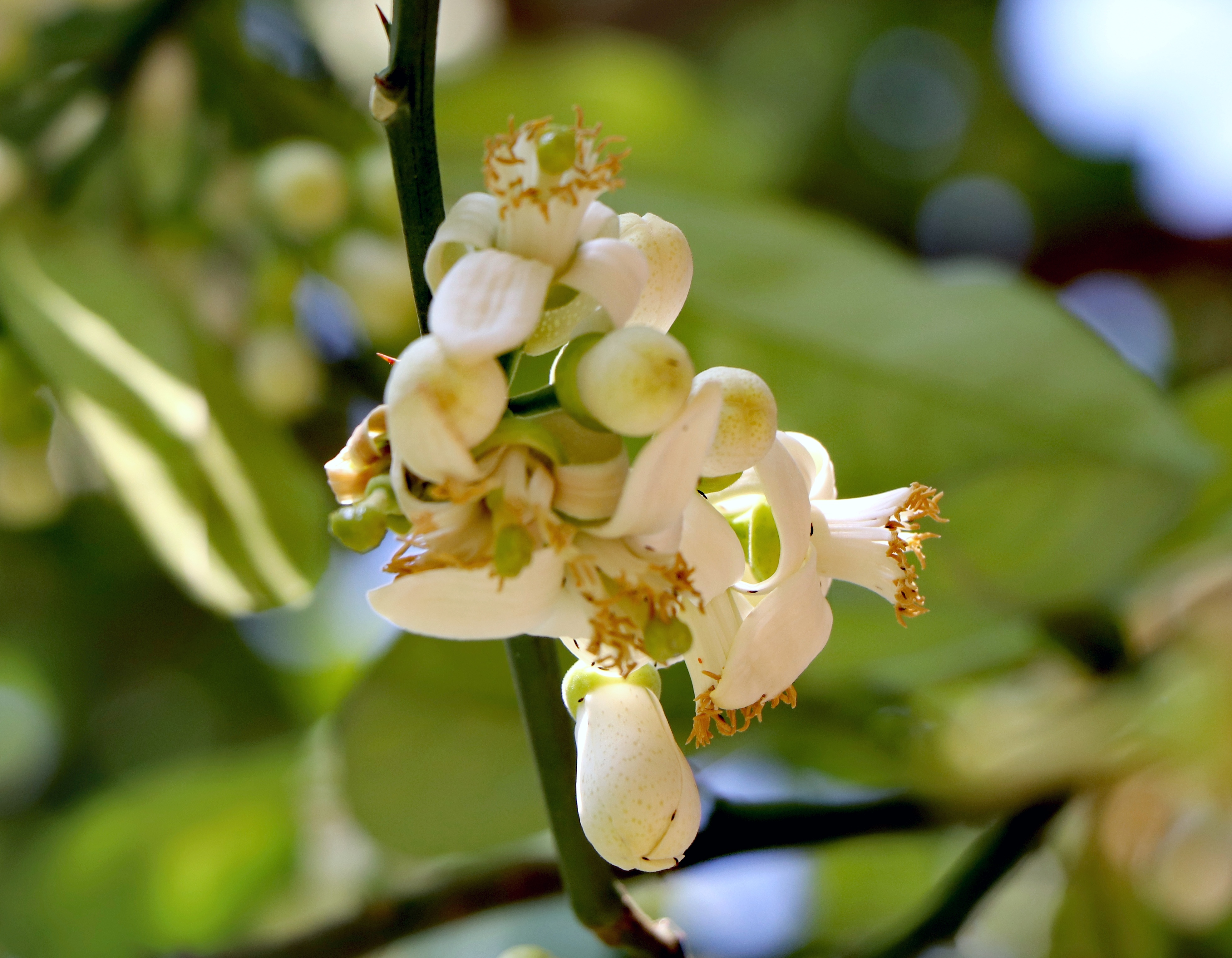 柚子树开花的季节图片