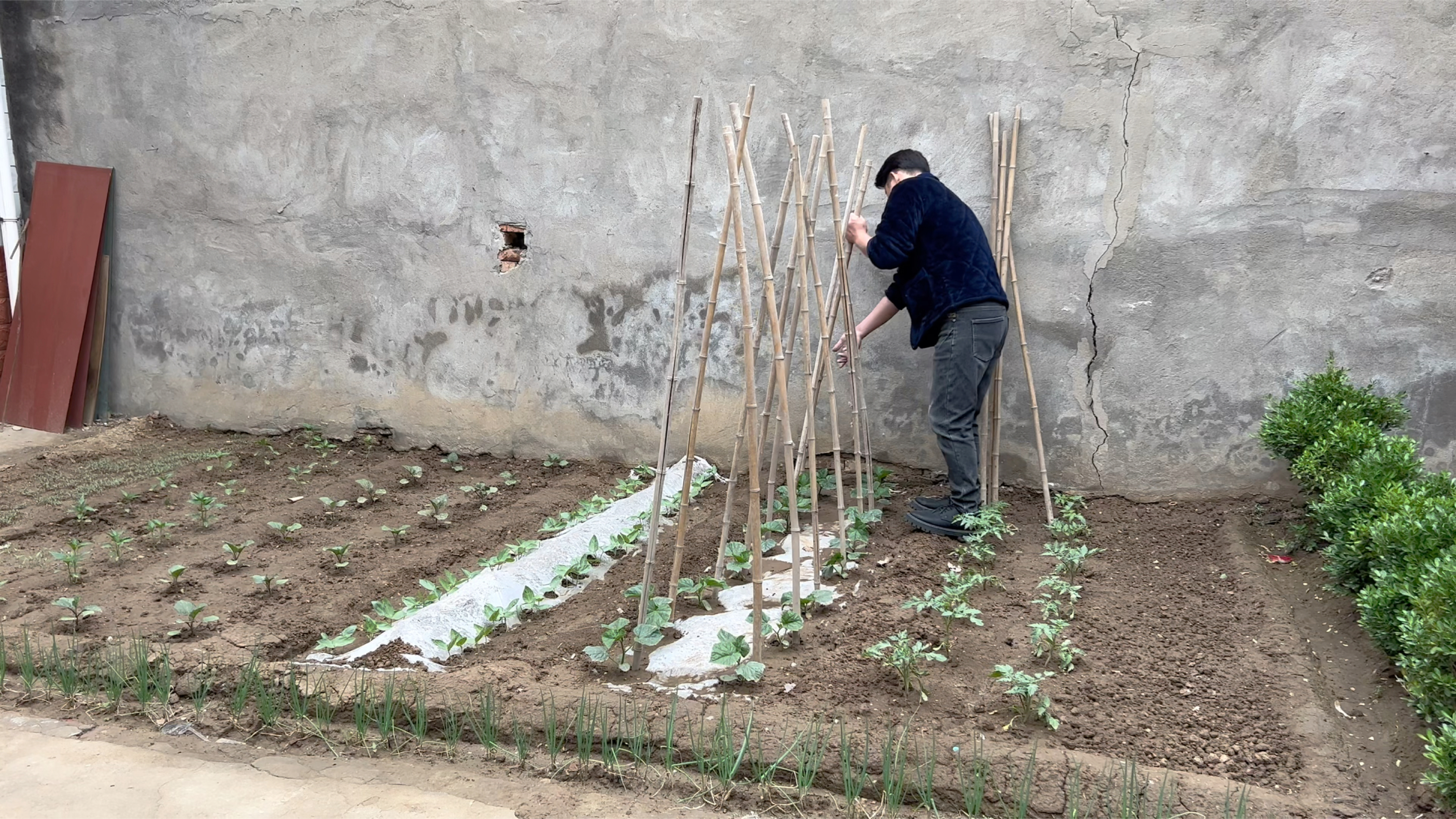 农家小院黄瓜种植高手,农村版麻辣烫省时省力省钱,味道杠杠滴