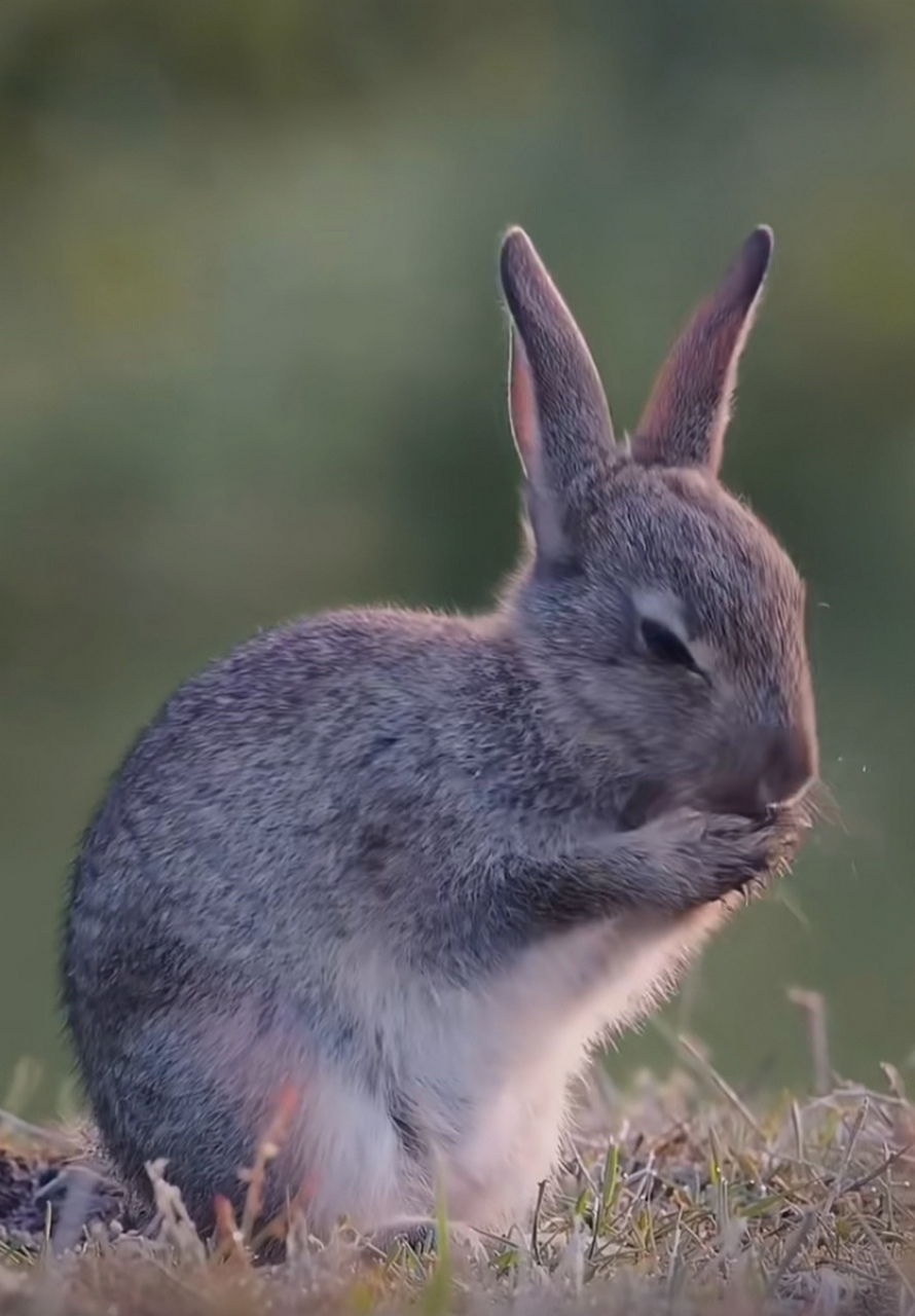 兔子洗脸迎新年,兔飞猛进