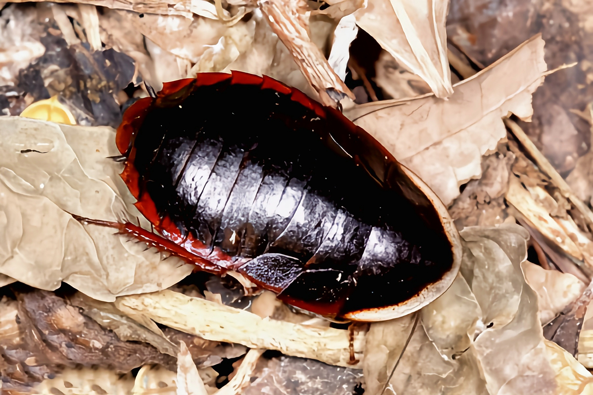 每天认识一种动物——东方水蠊 东方水蠊别名东方土蠊,金边土鳖虫,原