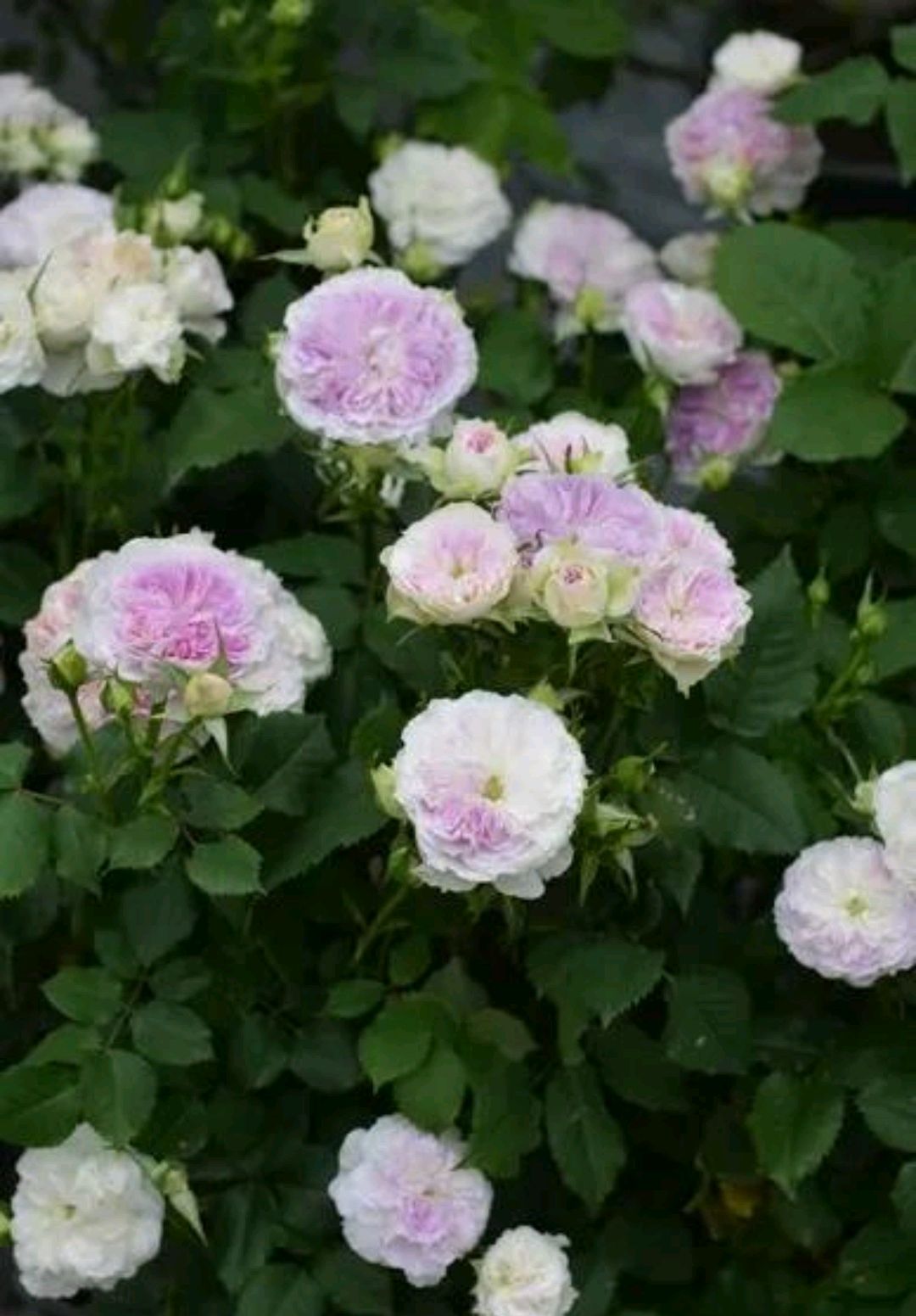 蓝色月光石(blue moonstone)-河本纯子,2020