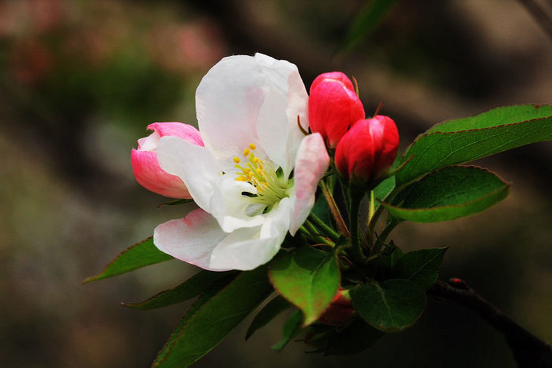 海棠花# 開了,開在春日的季節裡,遙寄一束紅海棠,與友一起來欣賞.