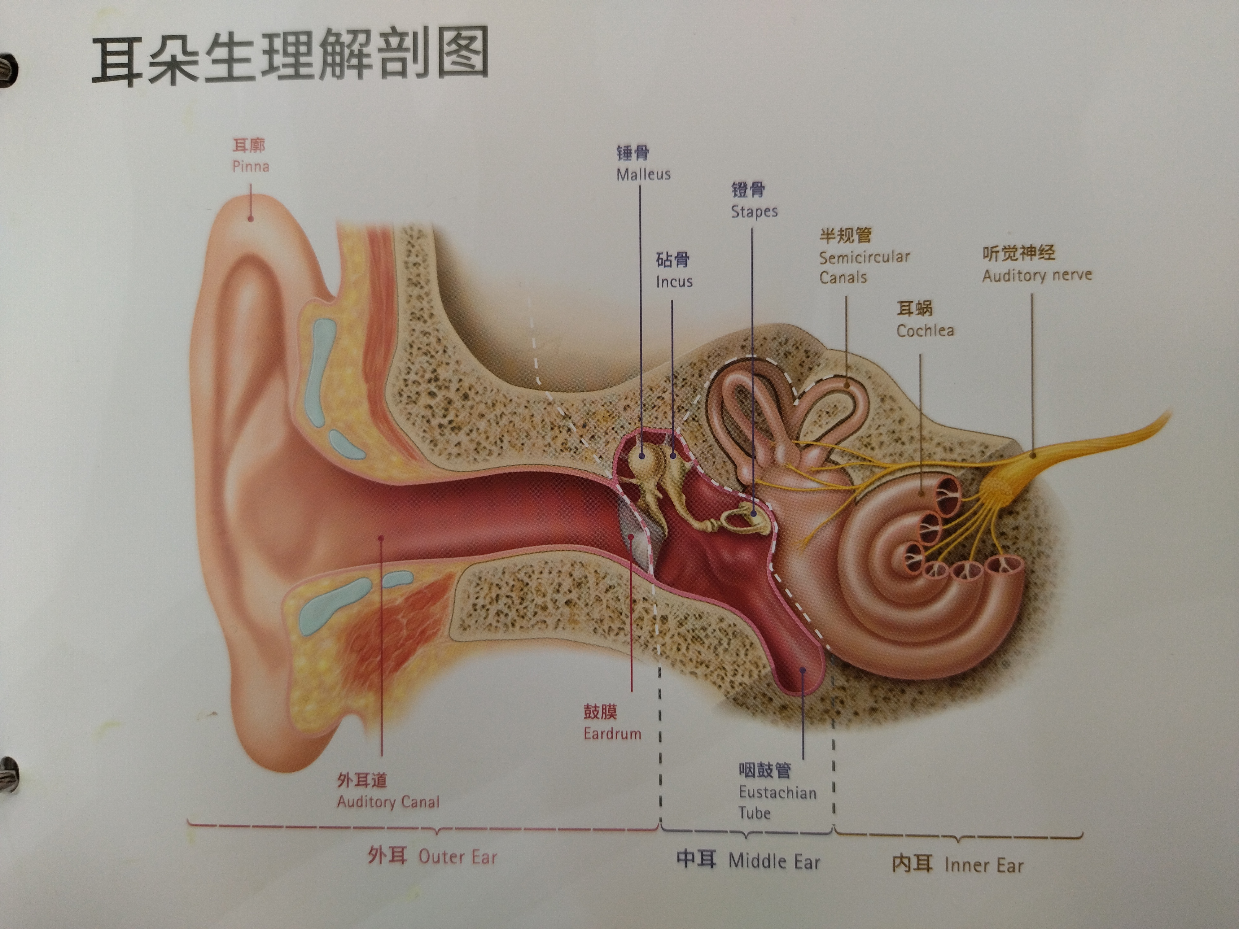 耳朵听见图片