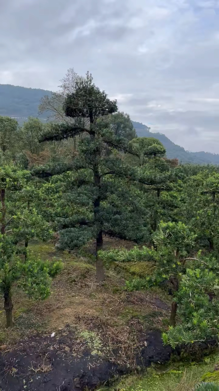 云南罗汉松基地图片