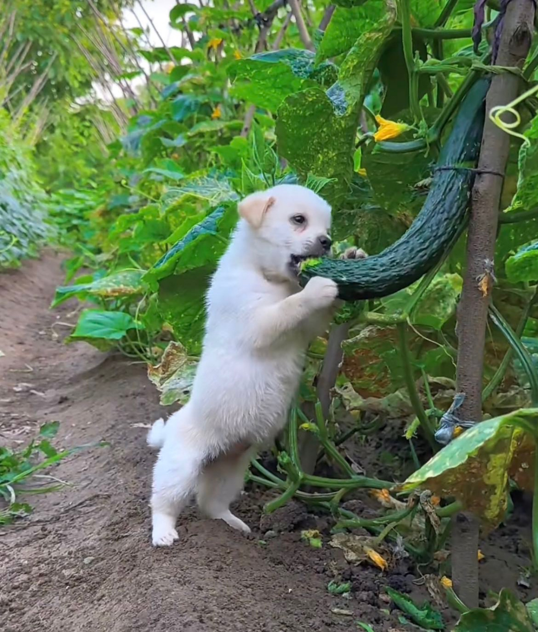 我们是看你吃黄瓜的吃瓜群众[笑哭][笑哭][笑哭]#搞笑# #狗狗# #社会