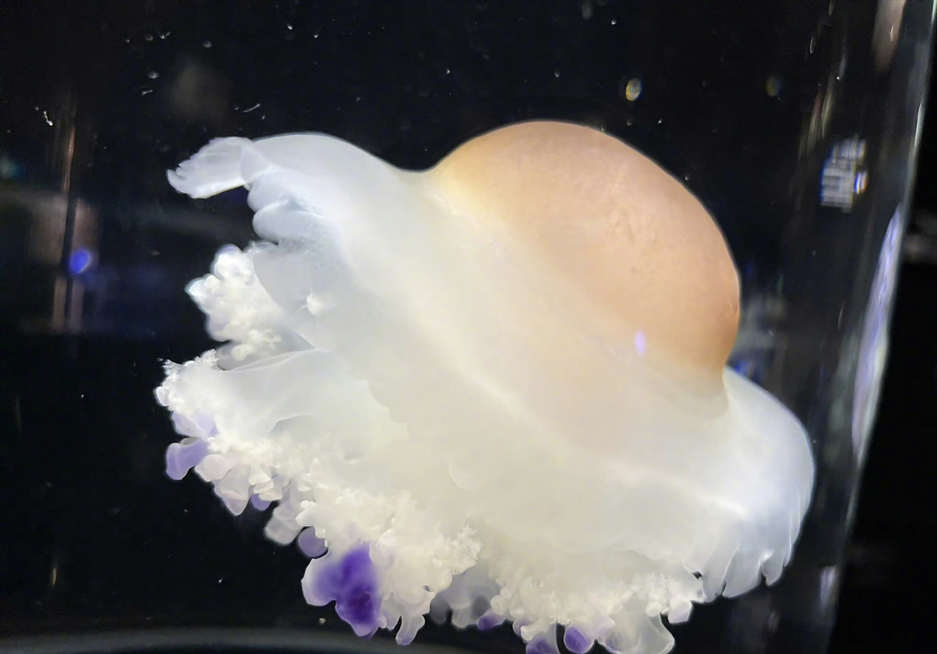 煎蛋水母,看起来就像煎蛋在游泳,甚至还是溏心蛋…… 67