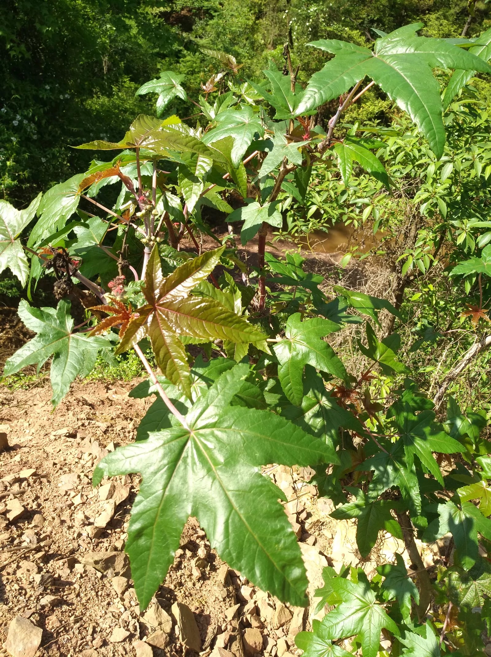 野生的蓖麻树,结有蓖麻籽紫色叶子品种,当观赏树很好看的