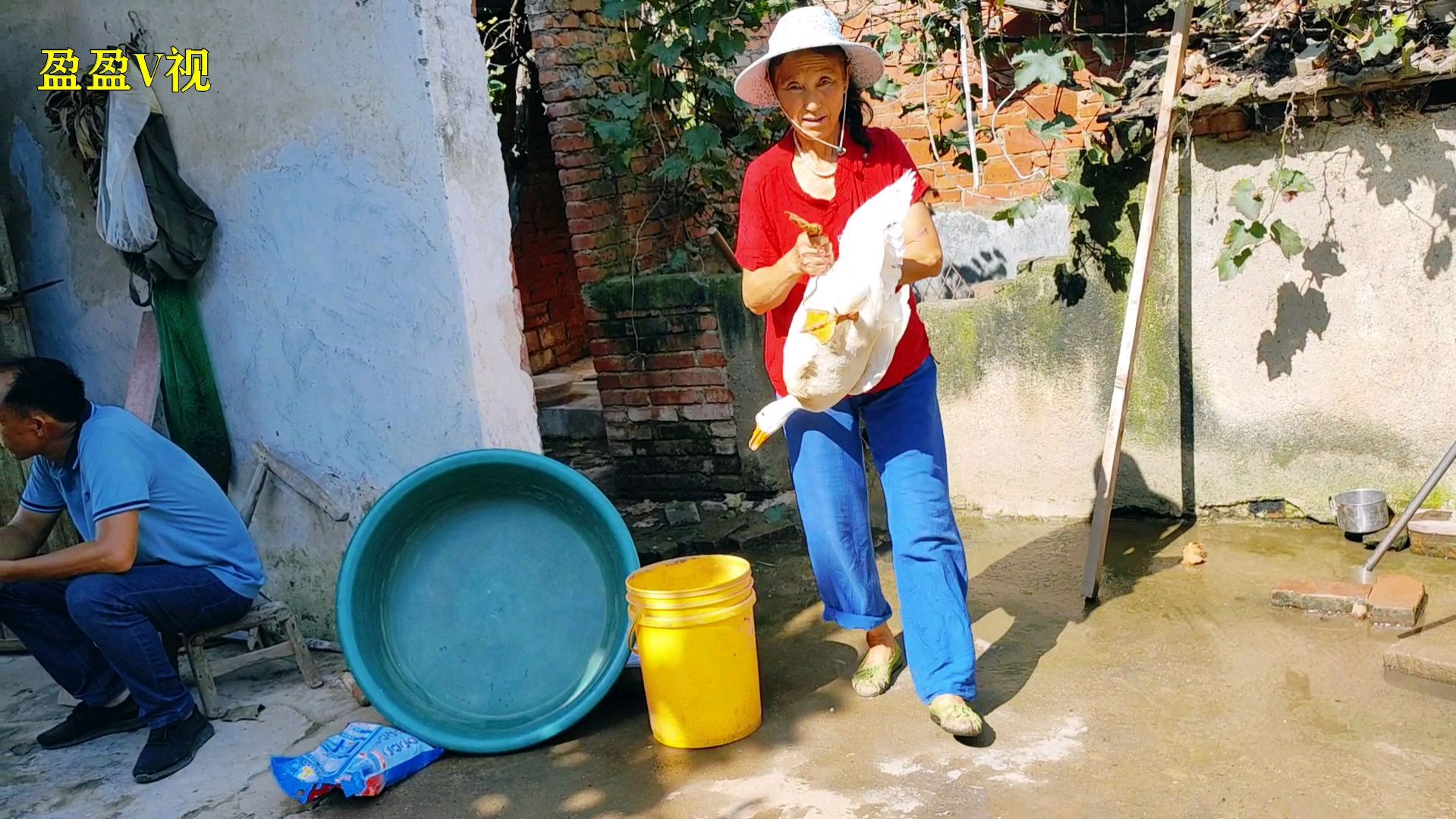 农村大妈一只大白鹅养了6年,闺女想吃鹅肉都舍不得,看卖多少钱