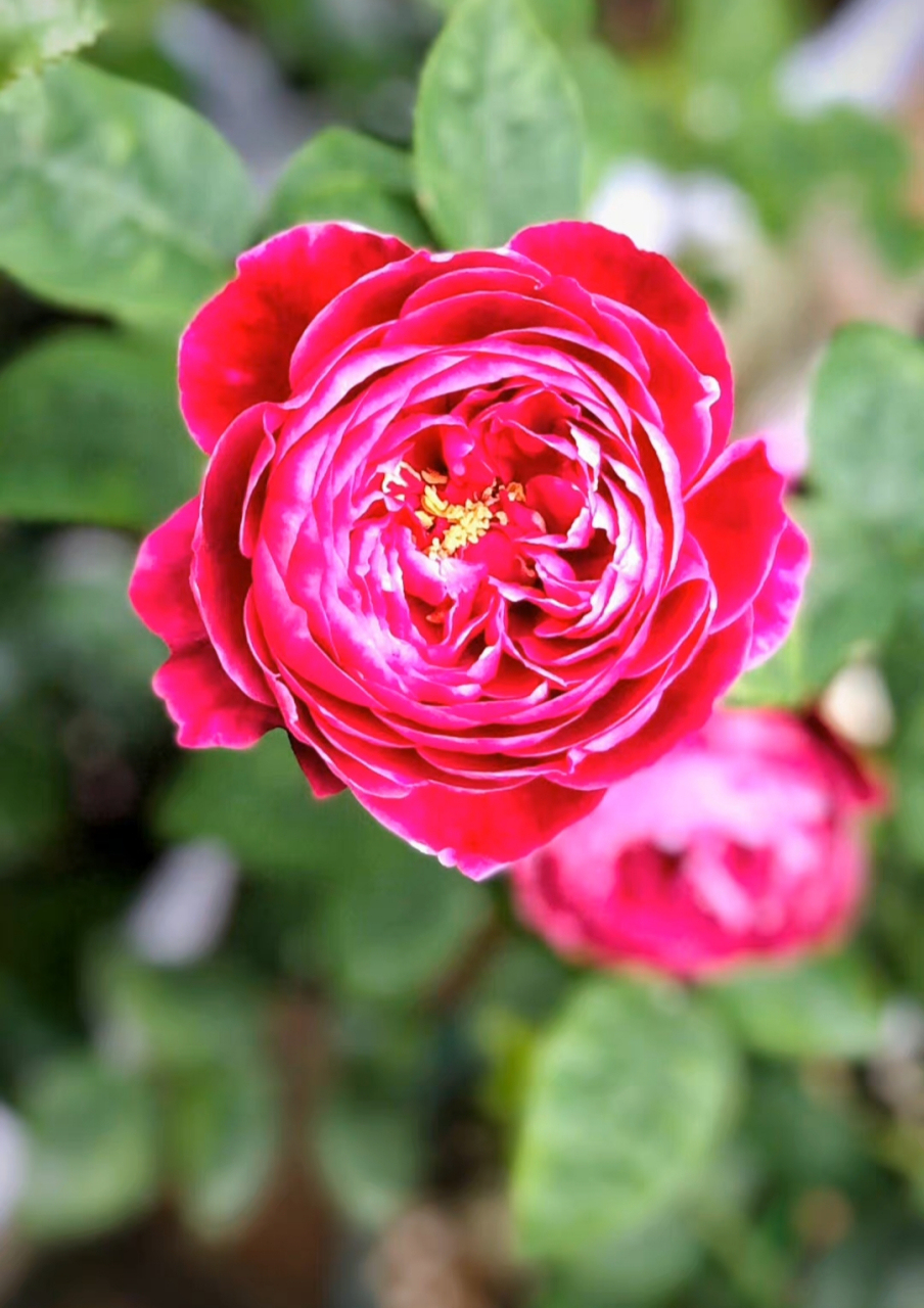 玛丽玫瑰(marie rose,マリーローズ),月季,因其花型花色极为独特,让人