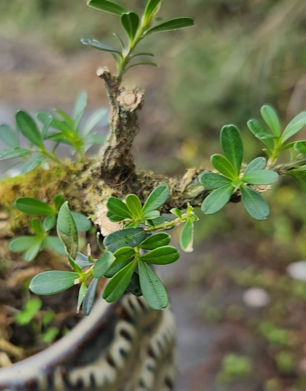 贵州米叶黄杨,黄杨中的稀有品种