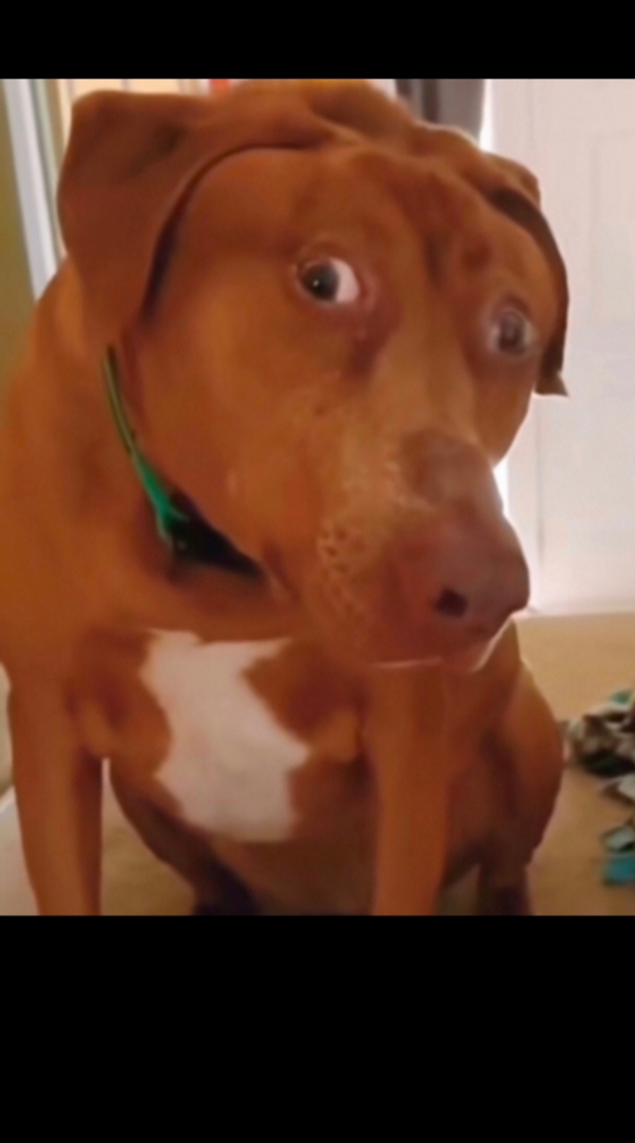 狗子表情仿佛再说你说什么我听不见