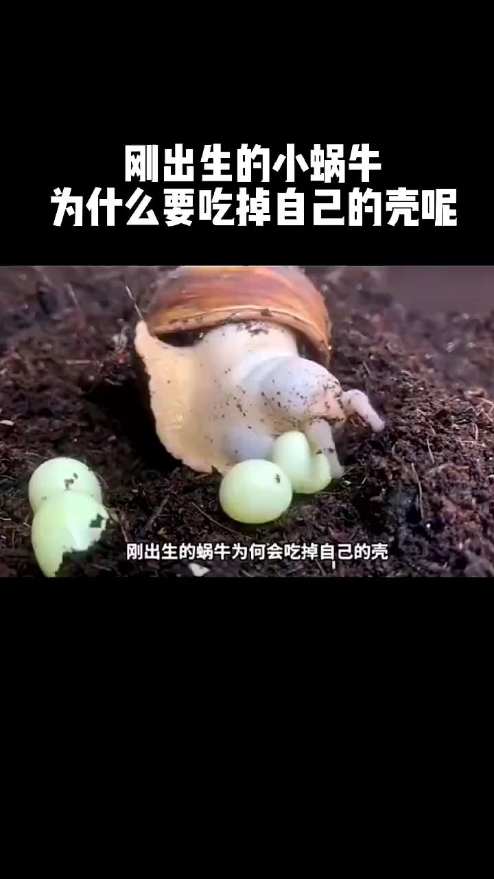 刚出生的小蜗牛