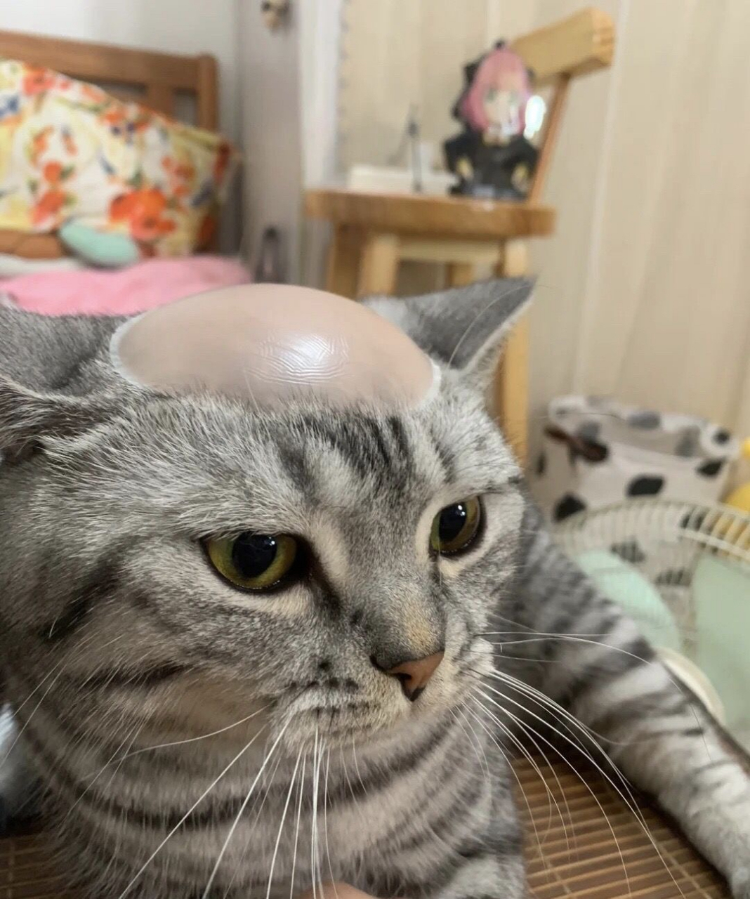 我家猫咪秃了,这一次怎么办?