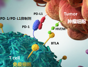 肺癌免疫治疗(pd-1/pd-l1)耐药定义,判断标准及应对策略