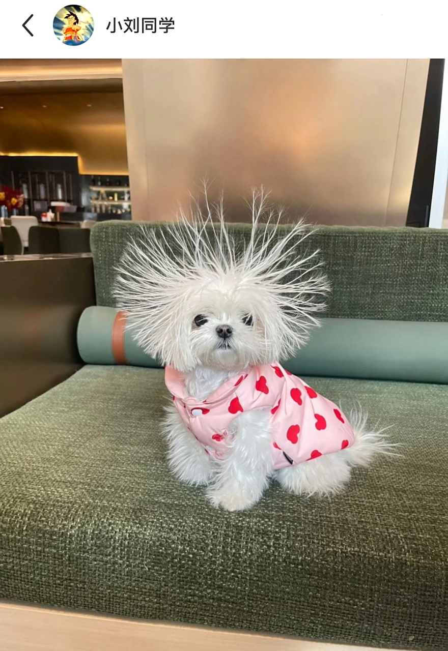 "炸毛"小狗,可爱又搞笑!好像一棵蒲公英,哈哈哈哈