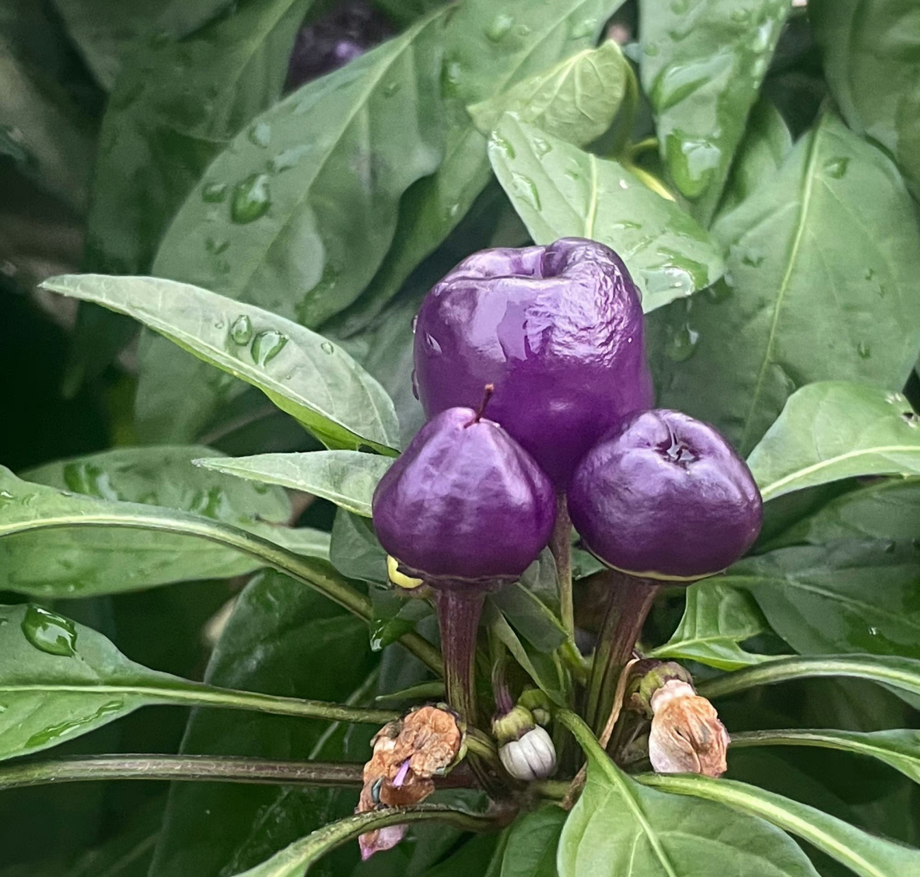 老家老爸妈邻居老伯不但种肉种花草还种各种彩椒,紫色的辣椒带着浪漫