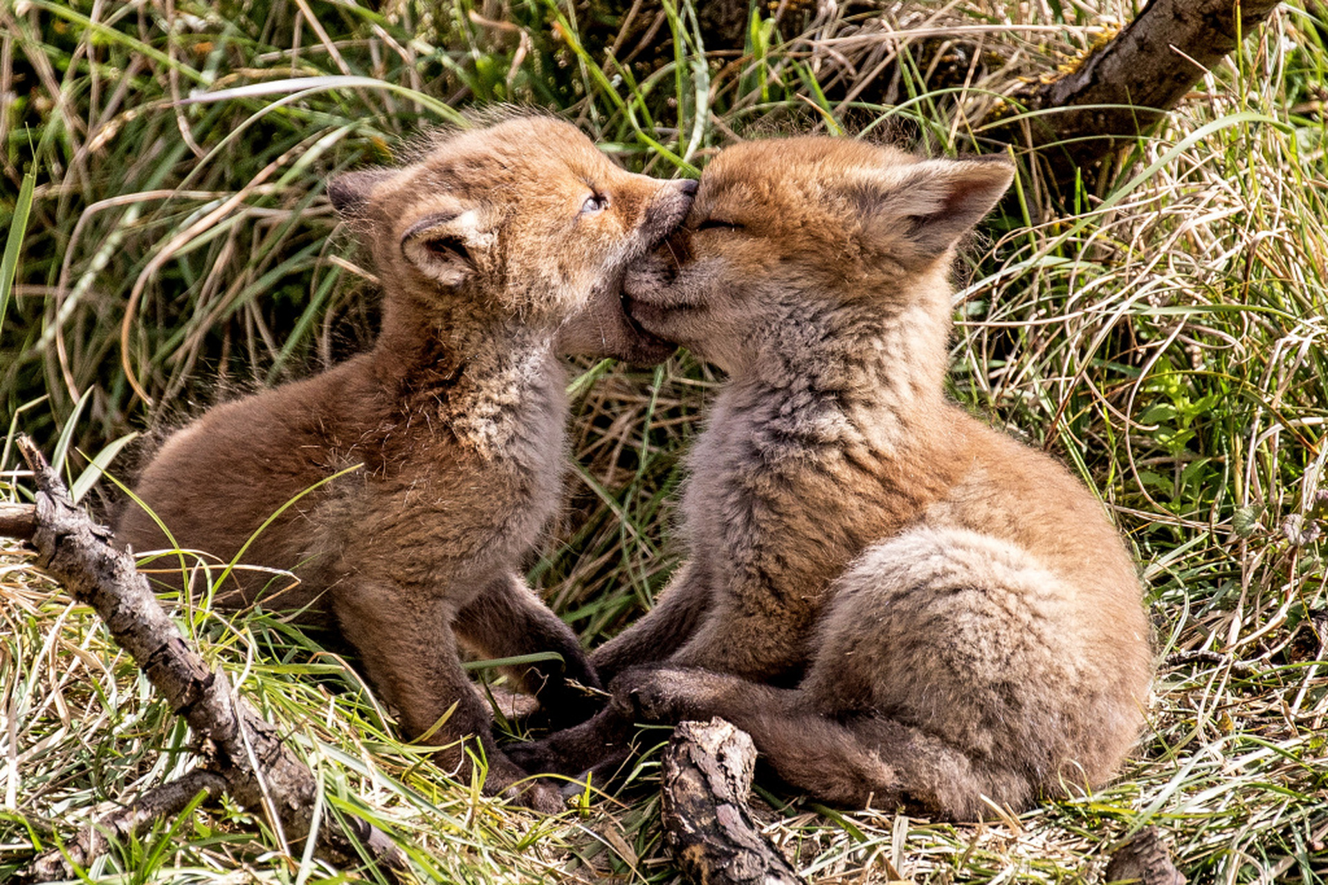 荷兰一保护区内,摄影师拍到了几只小狐狸嬉戏打闹的画面,其中两只小