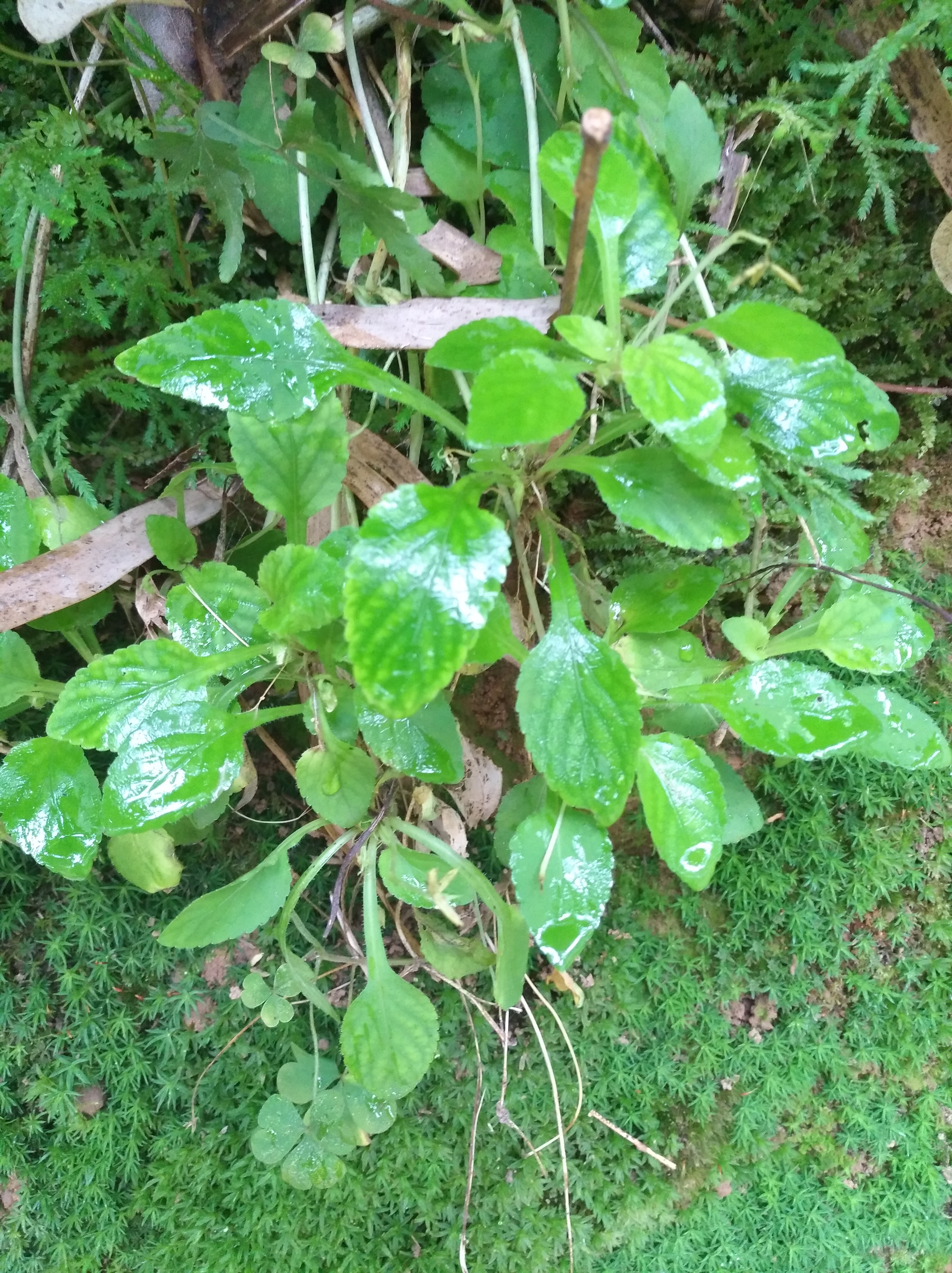 肾炎草 黄花图片