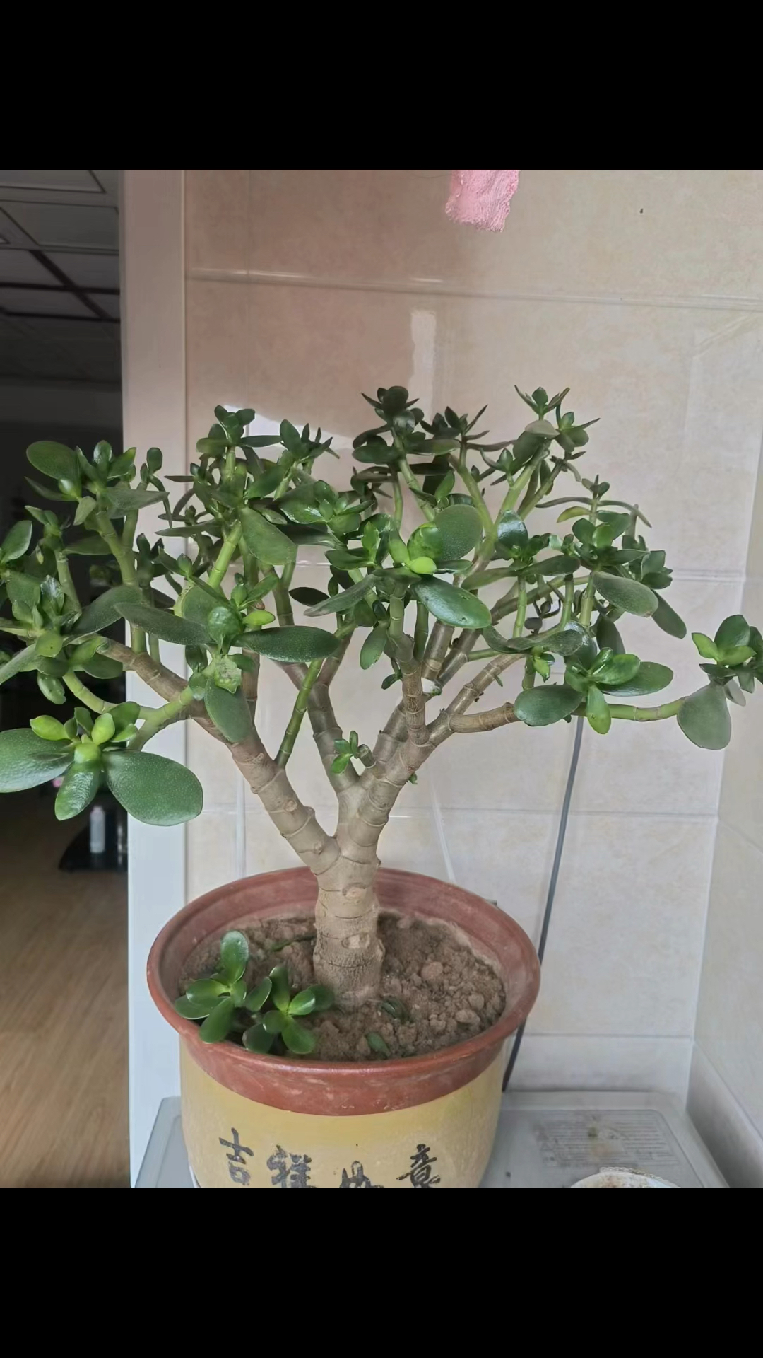 玉树修剪旺季来啦