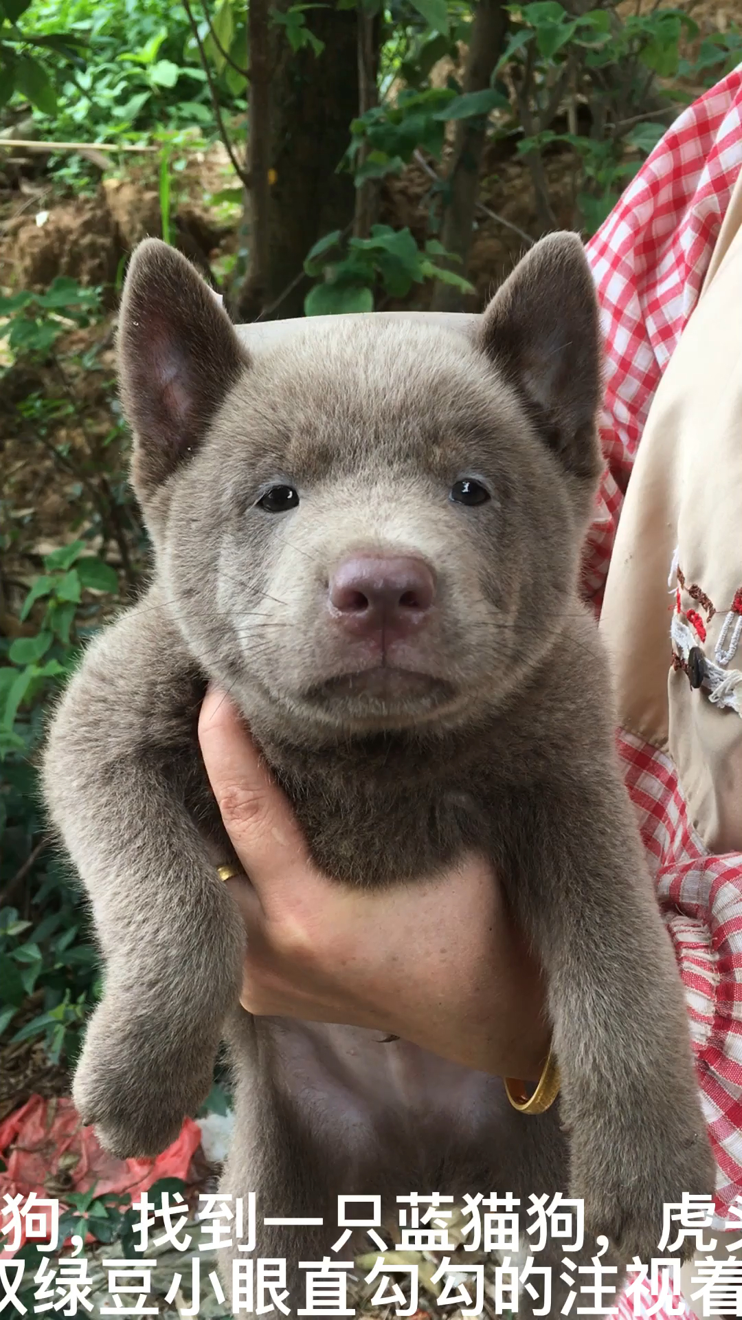 蓝猫狗一副生无可恋的表情