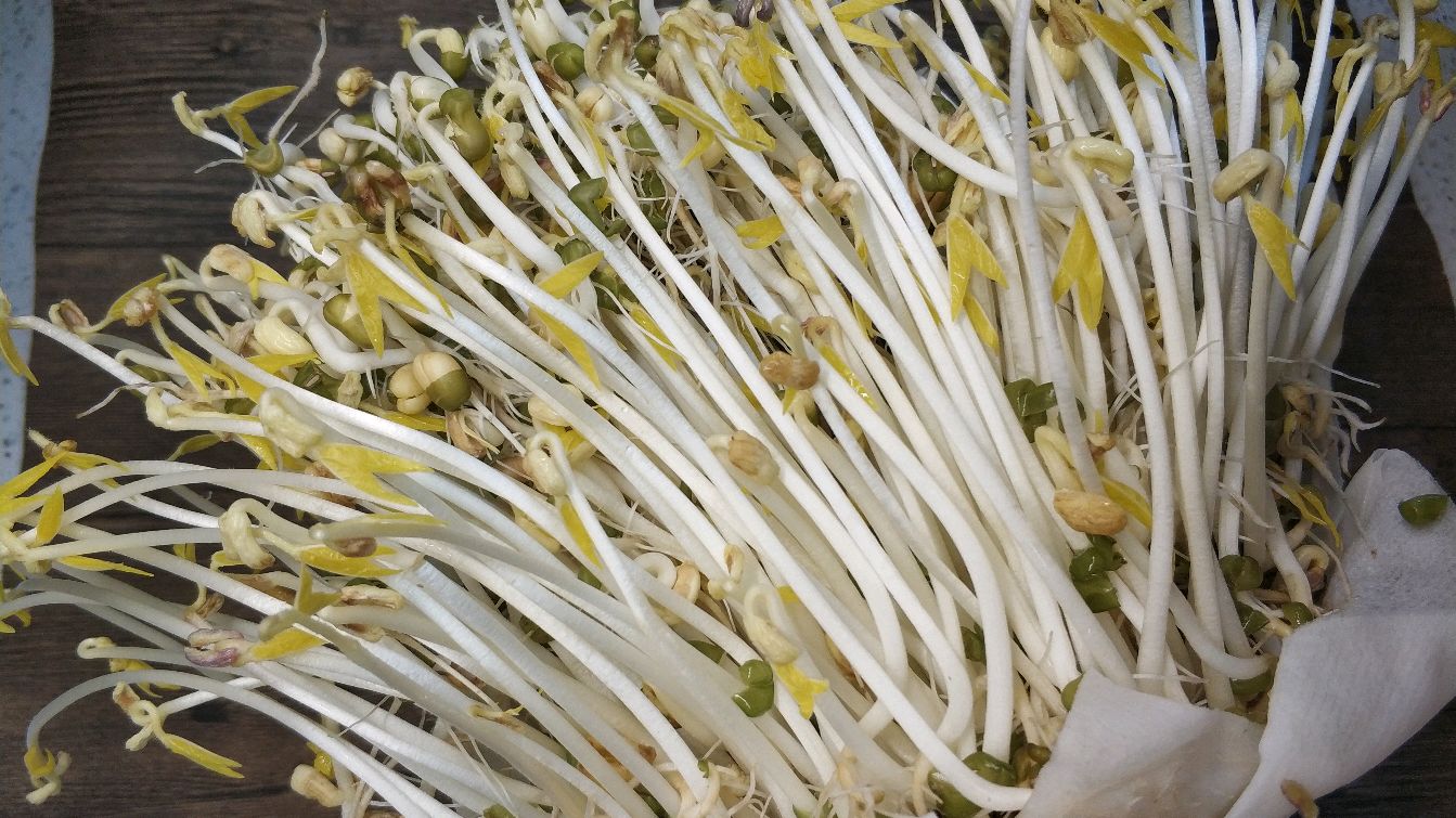 一个矿泉水瓶子,一把绿豆就能发豆芽,再煮锅三鲜砂锅米线