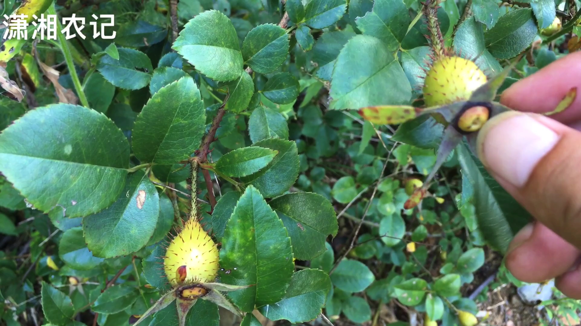 山边有种全身是刺的野果,农村人喜欢摘它去泡酒,男人喝了长力气