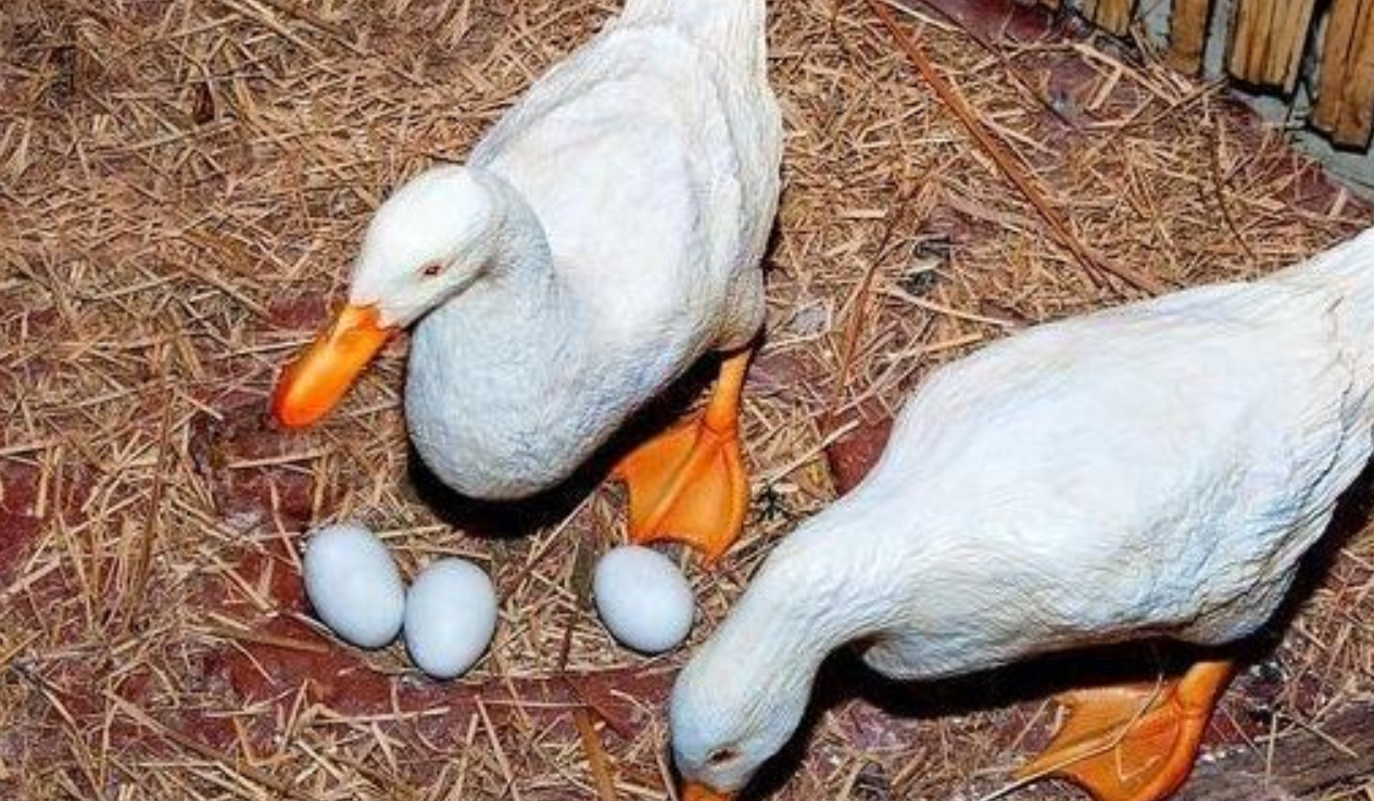 鸭子下蛋需要公鸭子吗