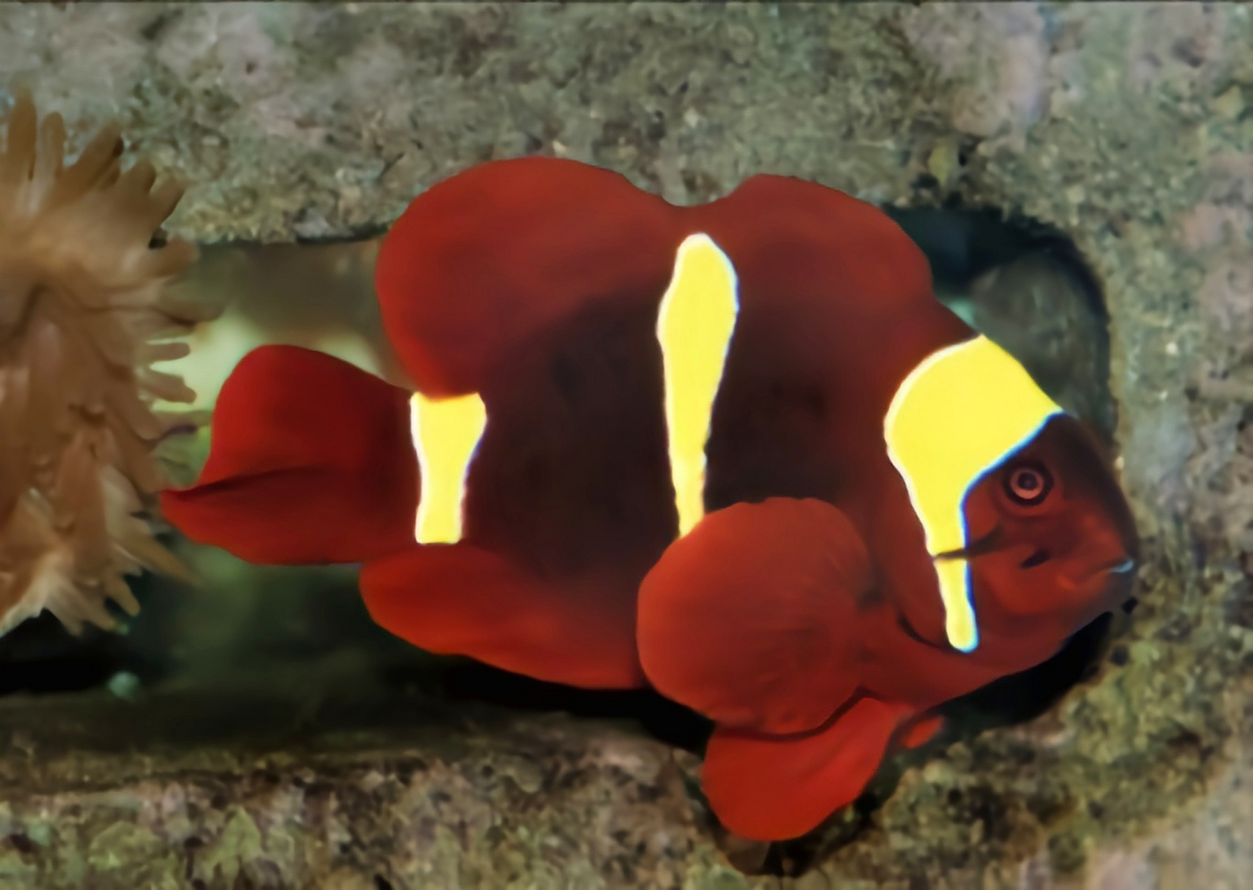 每天认识一种动物——金透红小丑鱼 金透红小丑鱼原产于太平洋