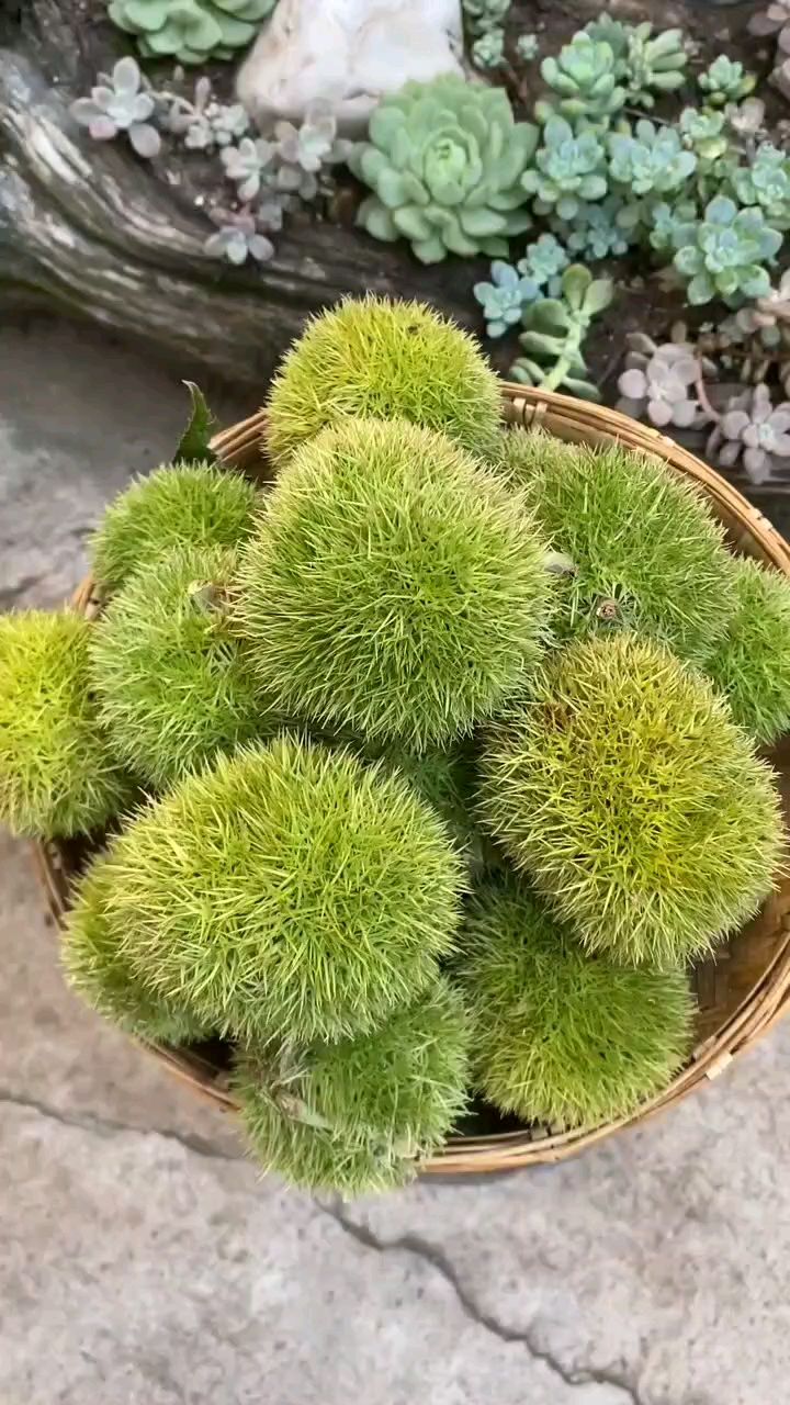 刺球板栗生吃脆甜