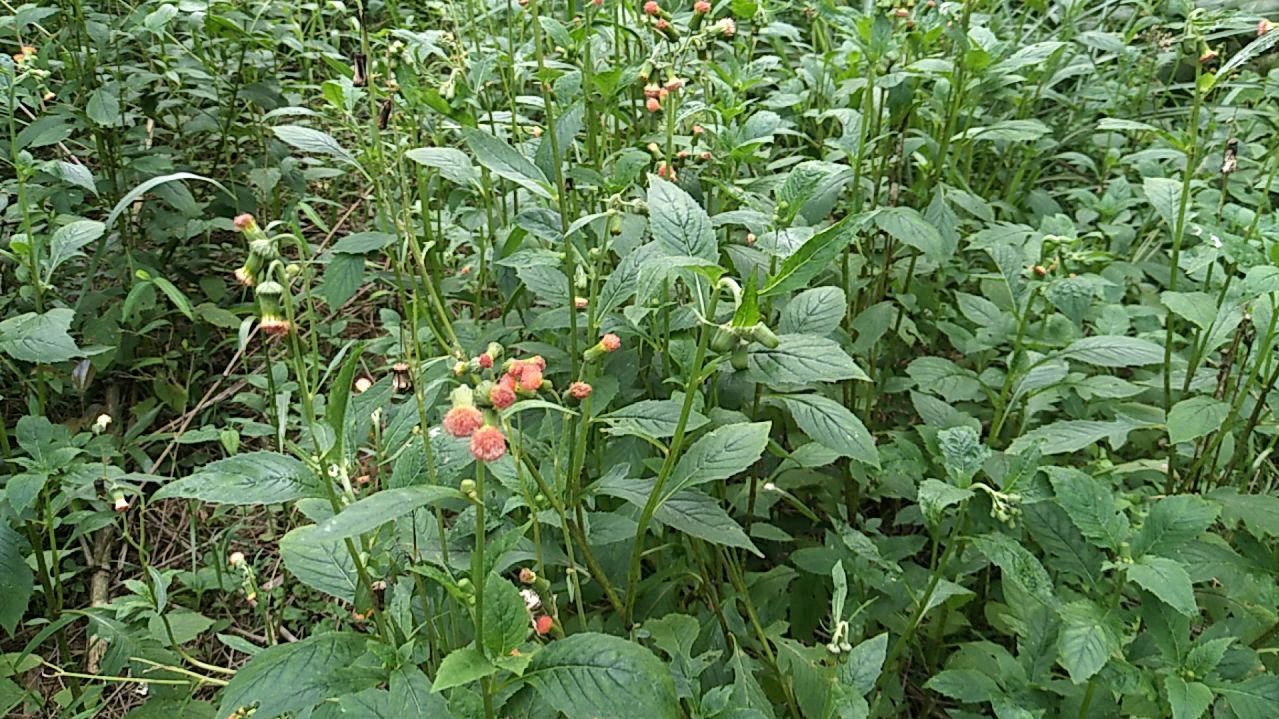 野芝麻,南方好吃野菜