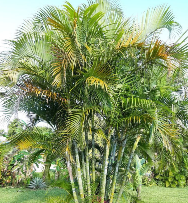 北方室内适合养什么大型绿植