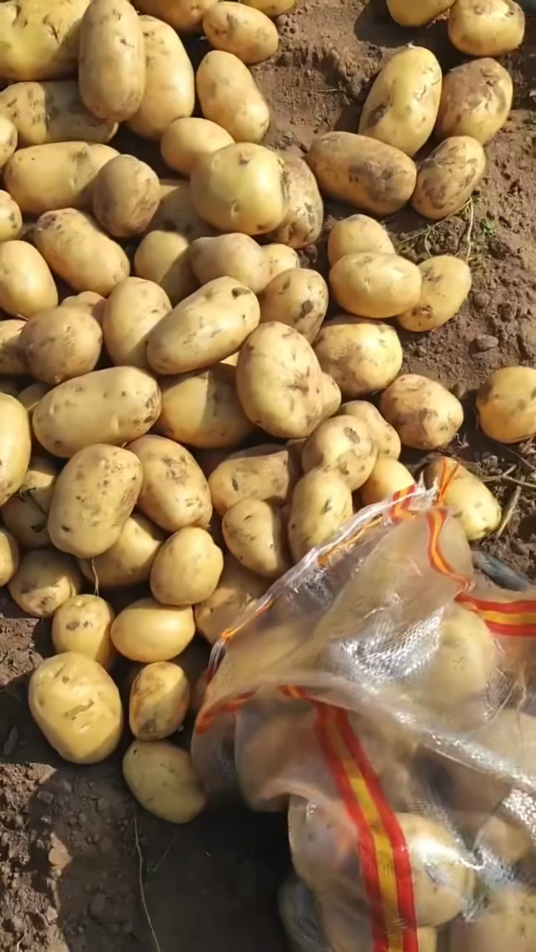 沽源土豆正在装车 8月-21日