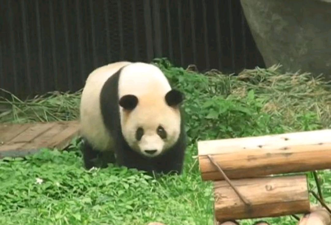 奥运熊猫家族的英雄母亲,大熊猫"娅娅"