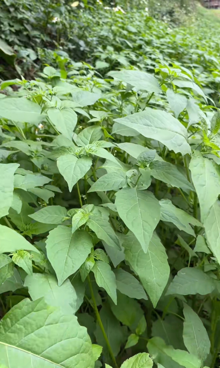 这野草看着眼熟,问问大家这草是白花菜吗?可以吃吗?