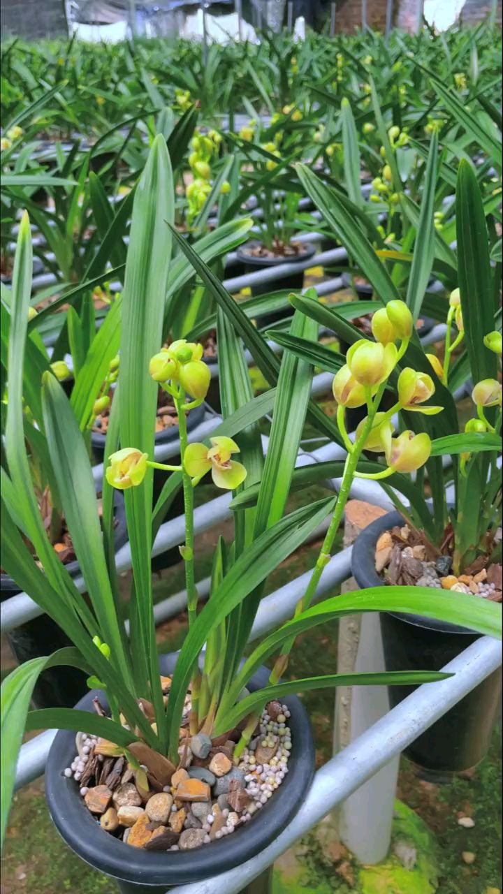 建兰铭品君临天下有花苞