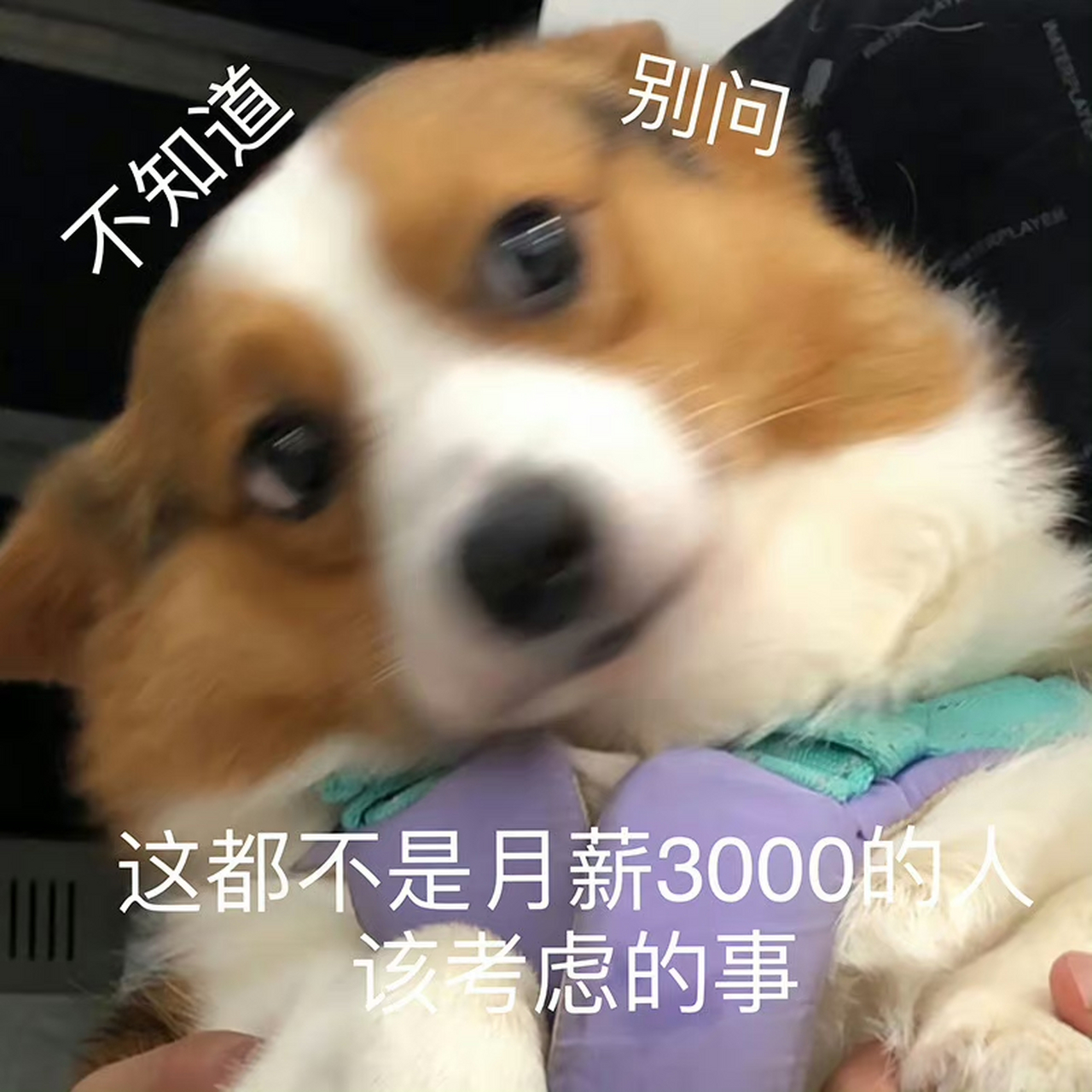 默默存图,表情包比文字展现的内容多多了[没眼看][没眼看][没眼看]