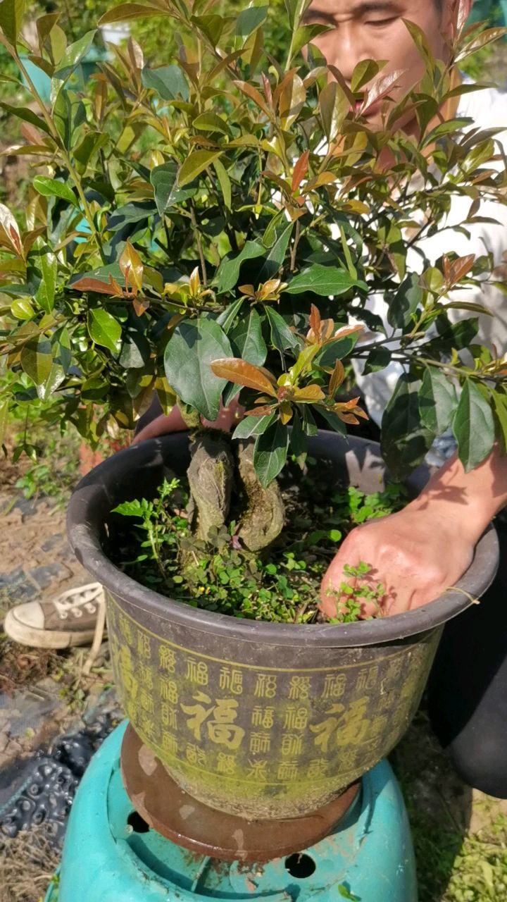 花苞满满的金弹子老桩