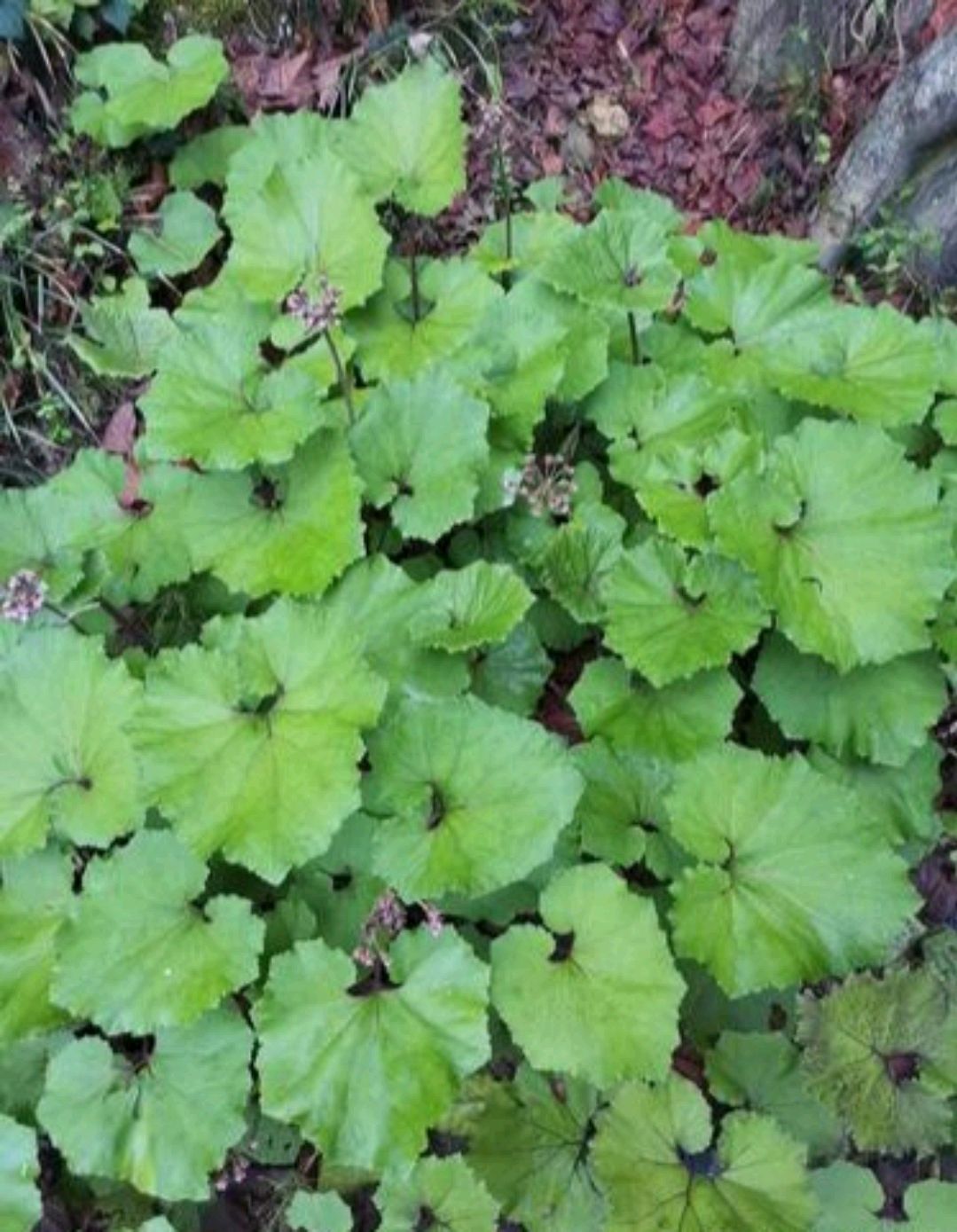 蜂斗菜是一种怎样的植物