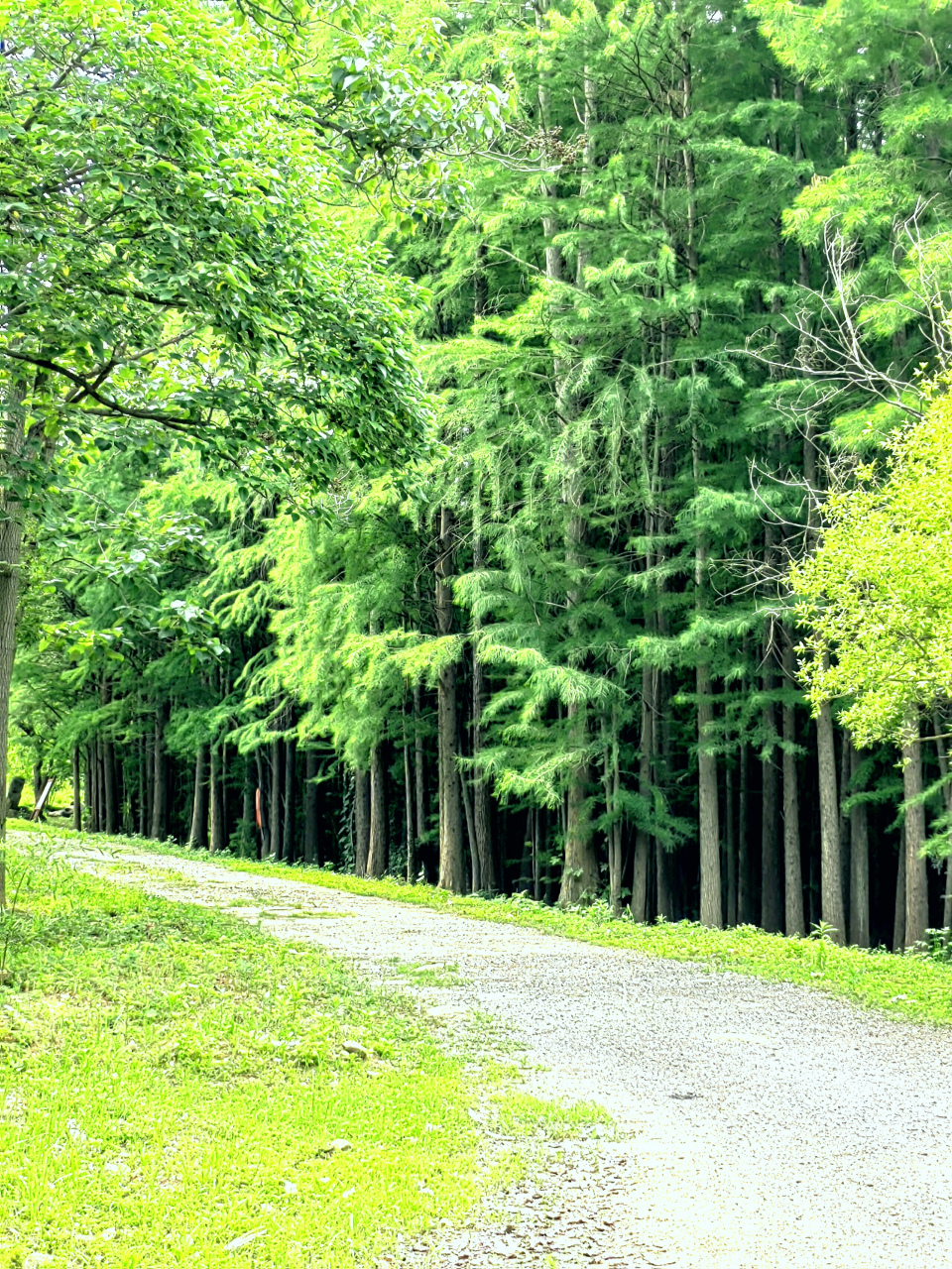 南京将军山,翠屏山风景#我是本地分享家# #助我上热门