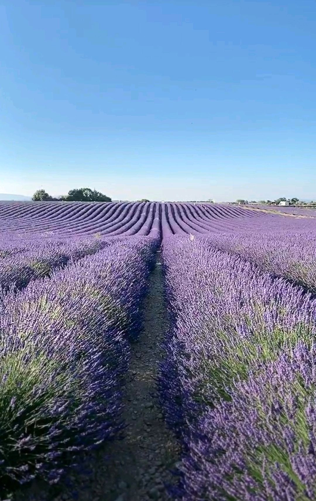 美丽极致的薰衣草