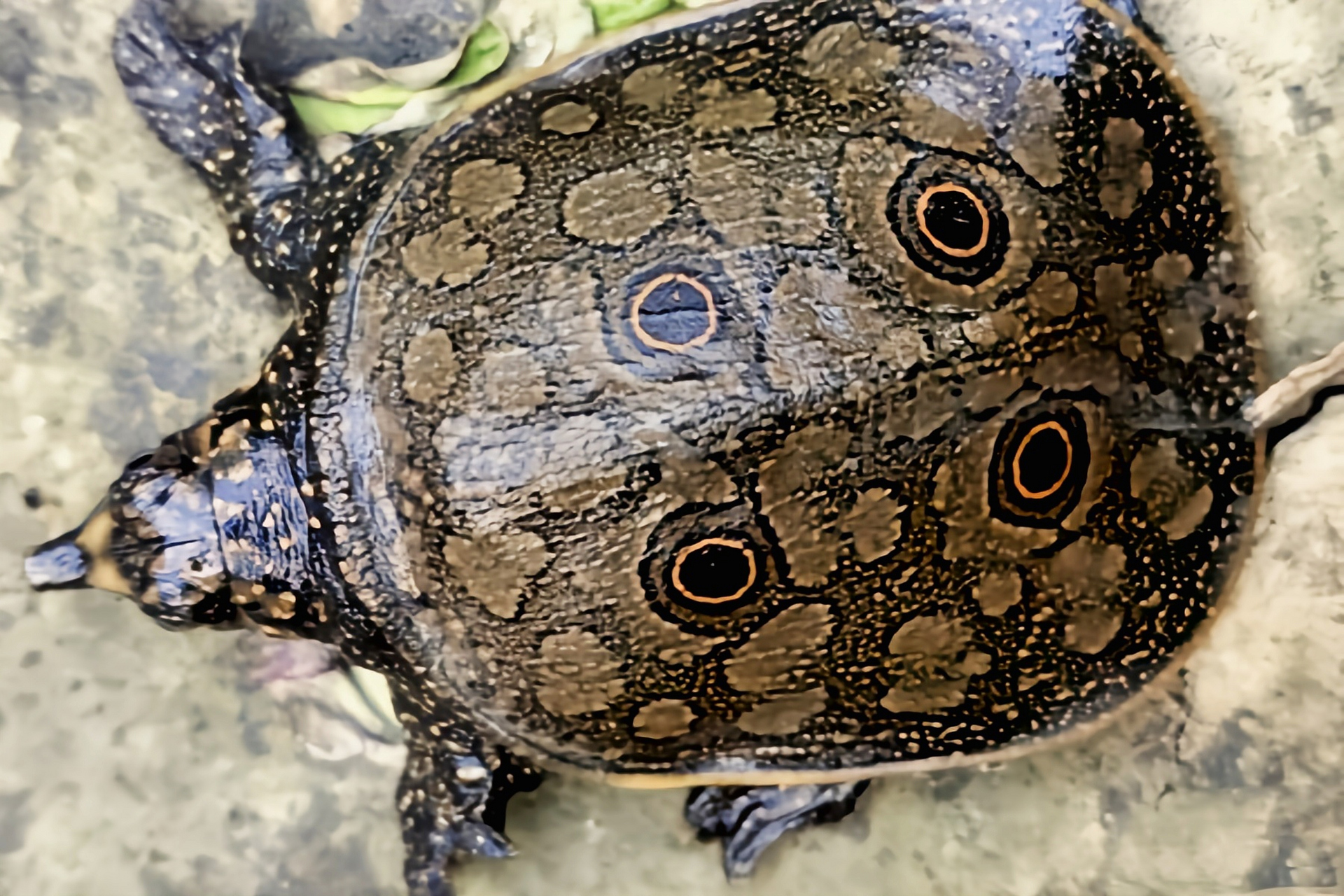 每天认识一种动物——缅甸孔雀鳖 缅甸孔雀鳖别名丽鳖,尼氏鳖,主要