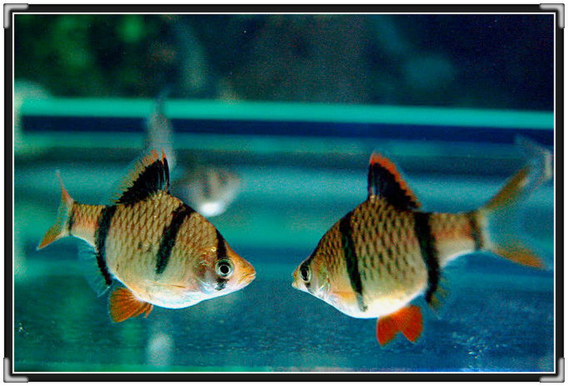 虎皮鱼体色基调为浅黄色,带有红色斑纹和小点,从头至尾有4条垂直的
