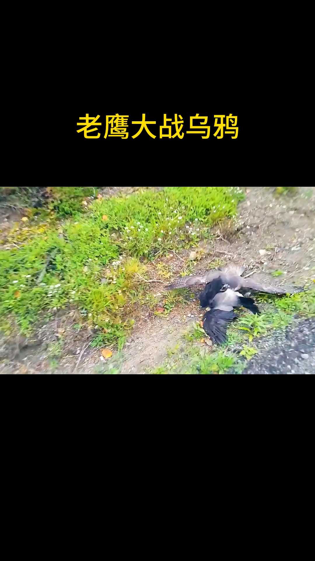 老鹰大战乌鸦,谁能赢