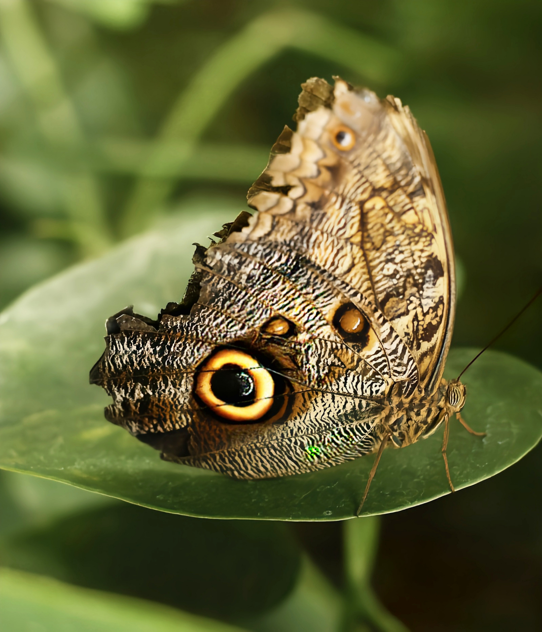 每天认识一种昆虫——猫头鹰蝶 猫头鹰蝶是一种非常著名的大型蝴蝶
