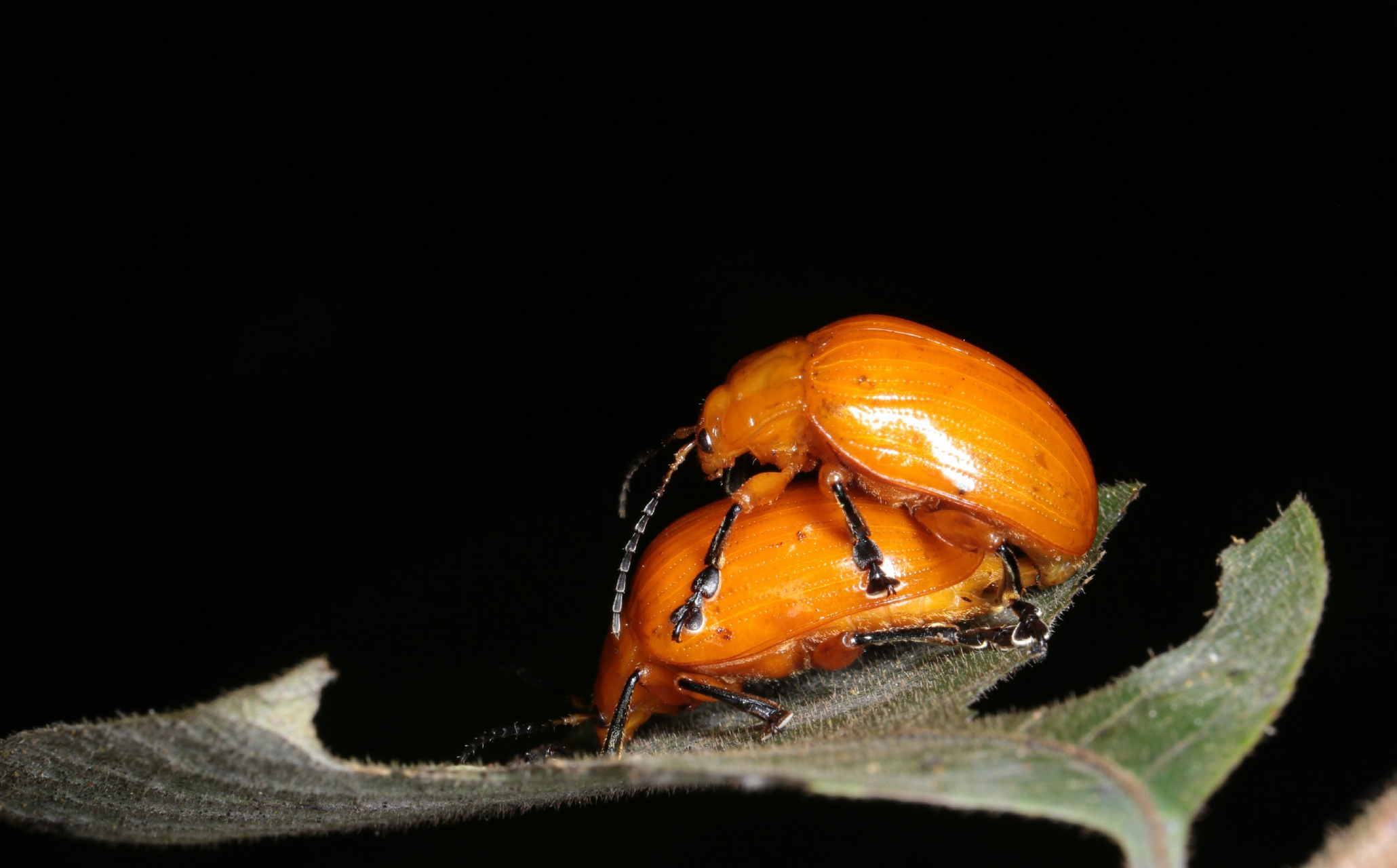 【黄色凹缘跳甲】 podontia lutea (olivier, 1790),鞘翅目叶甲科凹缘