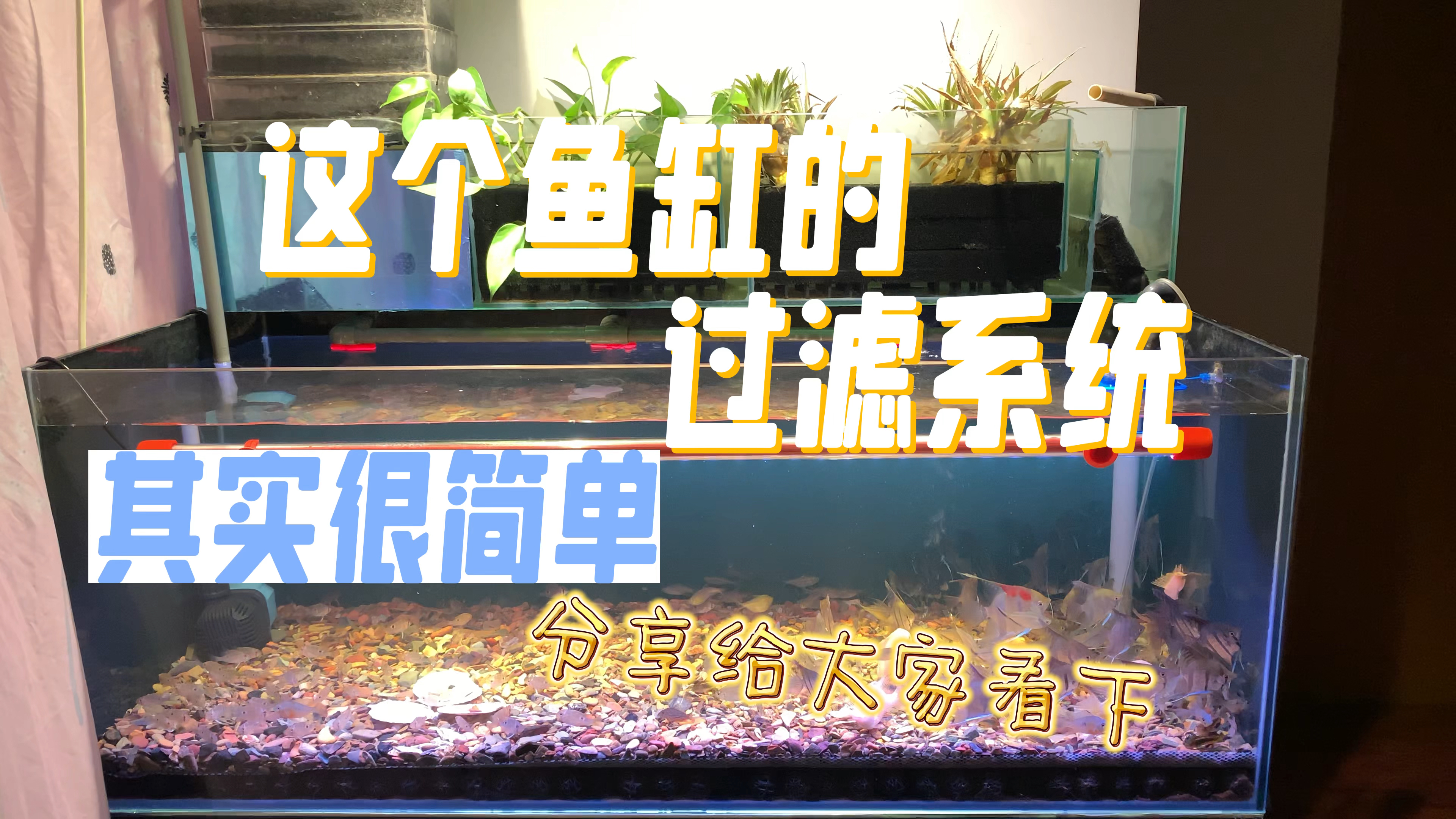 有人留言让分享一下这个鱼缸的过滤系统,那必须要给安排上