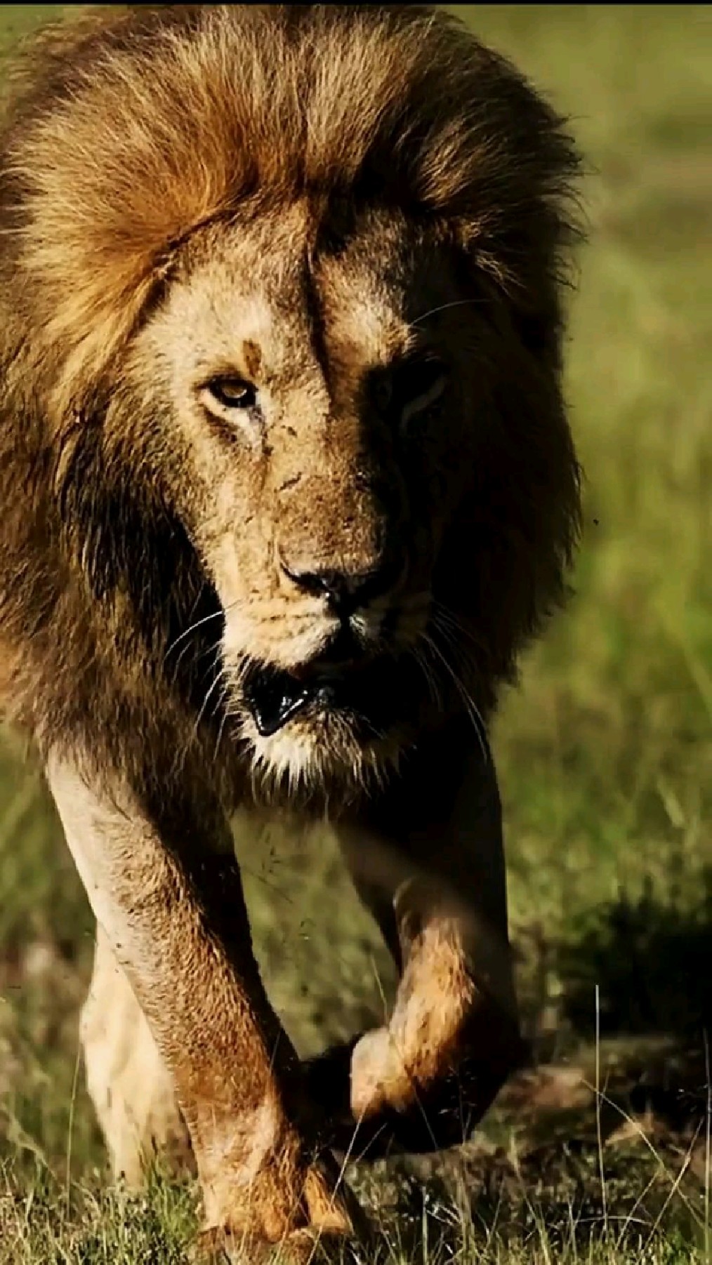 威风凛凛的雄狮