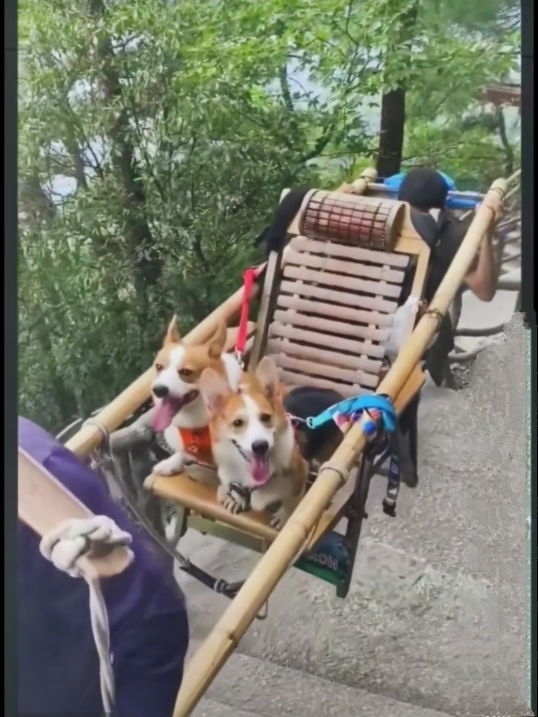 狗坐轿子人下力,网友个个在悲泣:人活得不如狗