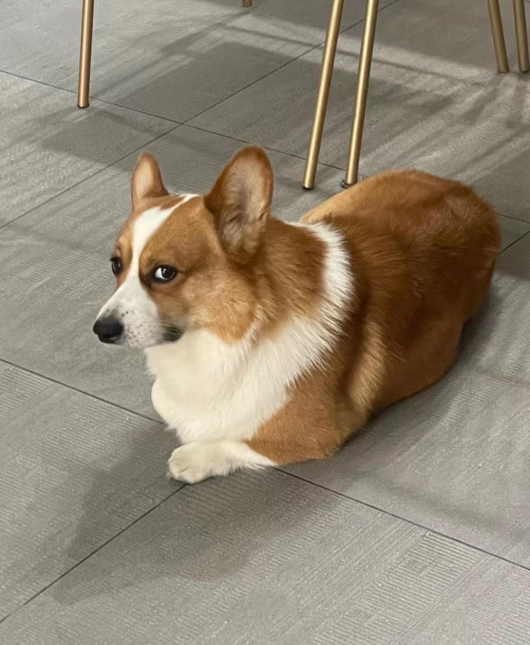 网友:这是什么表情,哈哈哈,感觉狗子一脸嫌弃的样子