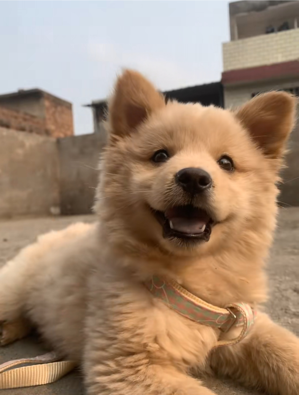 漂亮的小土狗,真招人喜欢!#中华田园犬